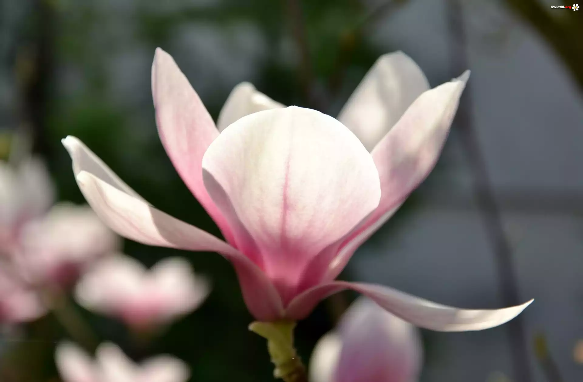 Różowy, Kwiat, Magnolii