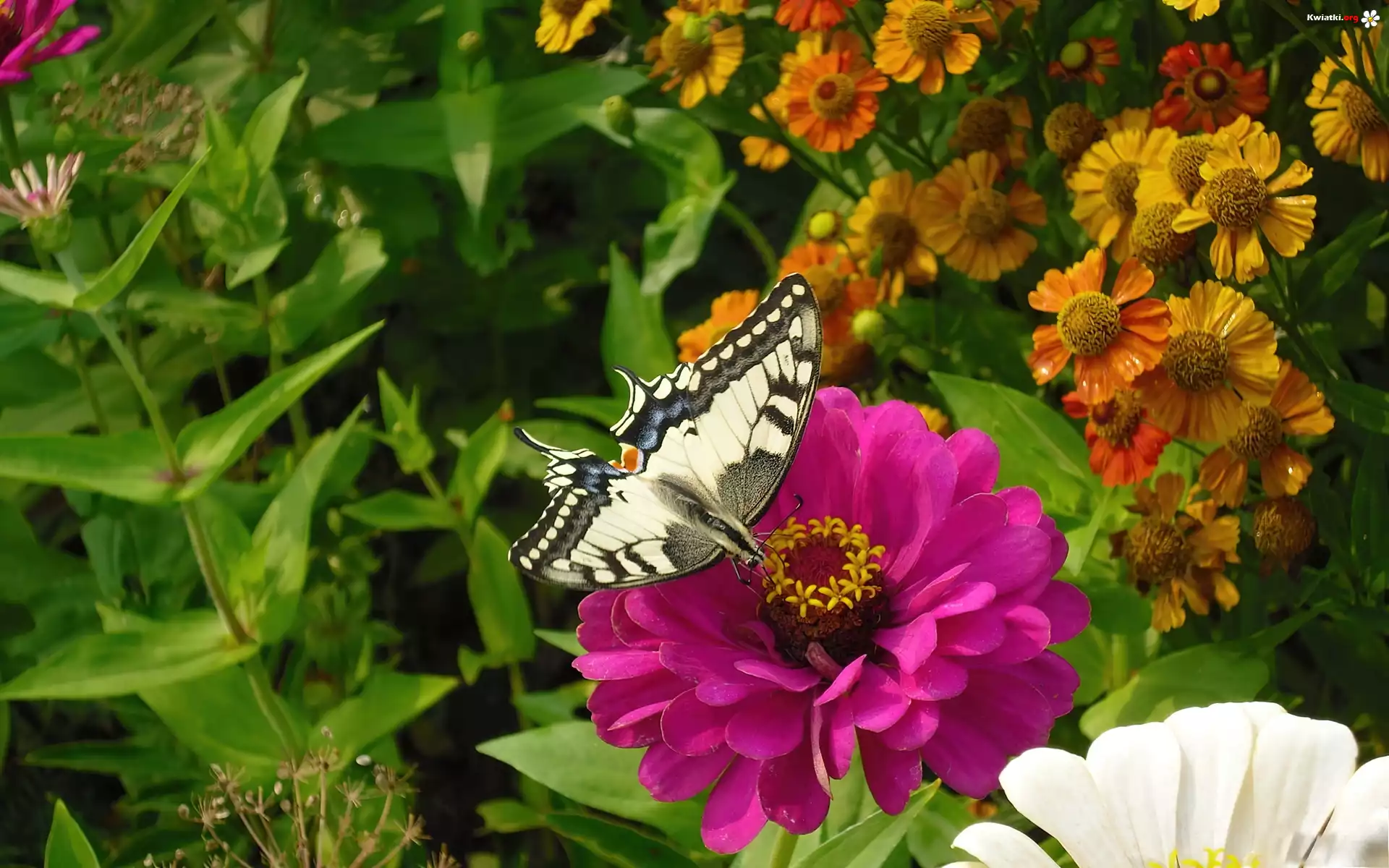 Różowy, Kwiat, Motyl