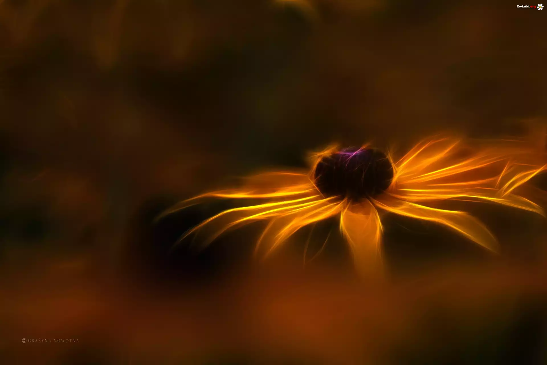 Rudbekia, Kwiat, Fractalius