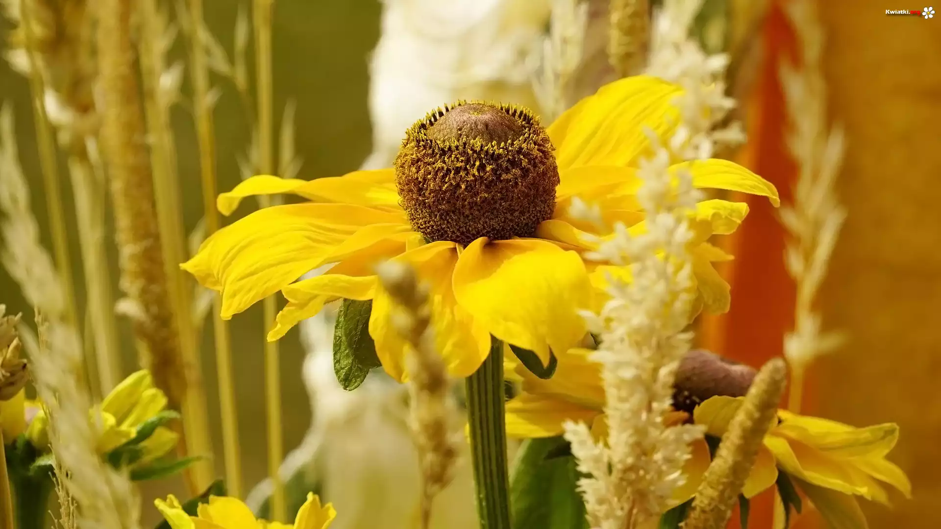 Kwiat, Żółta, Rudbekia