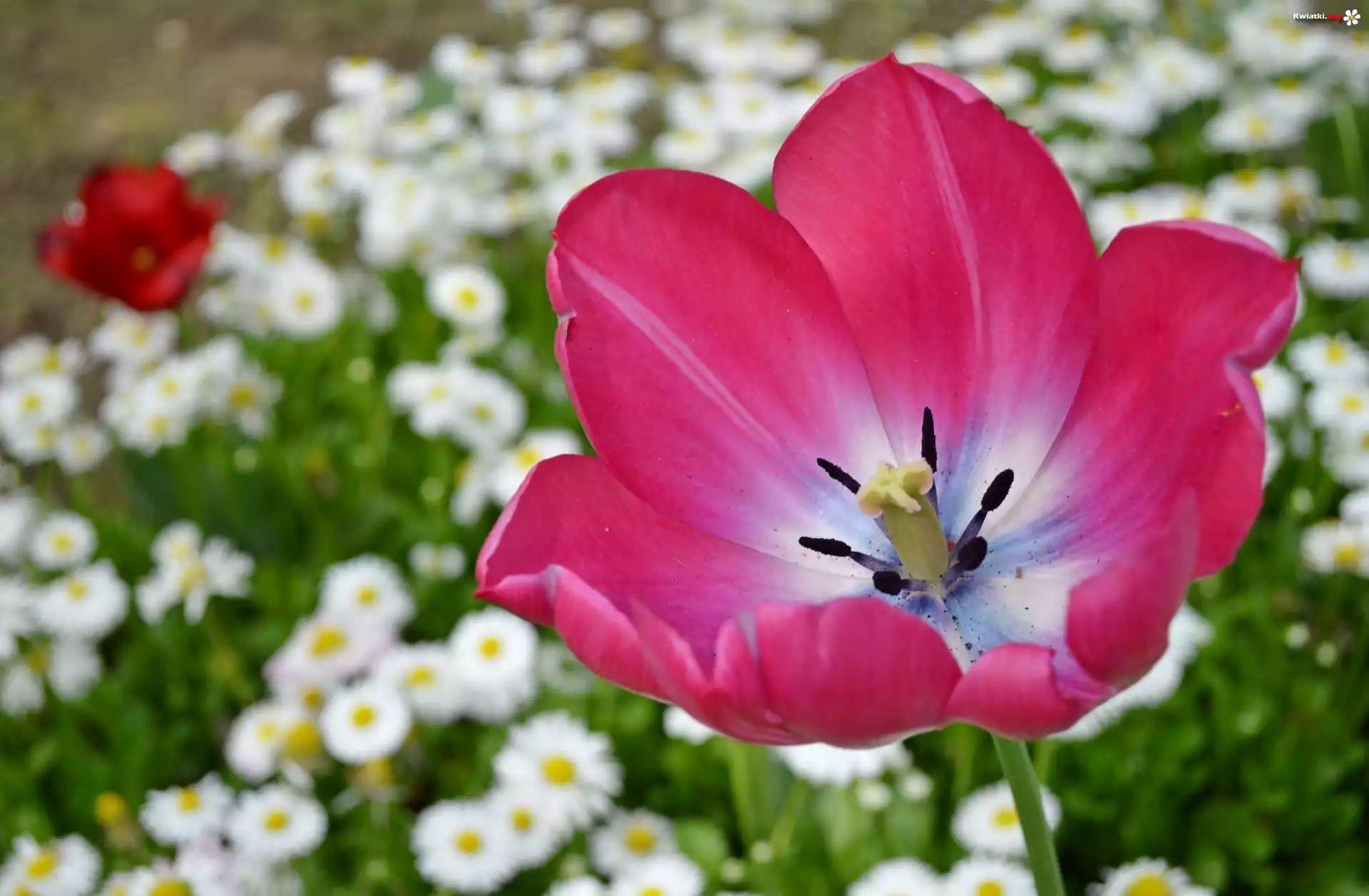 Kwiat, Tulipan
