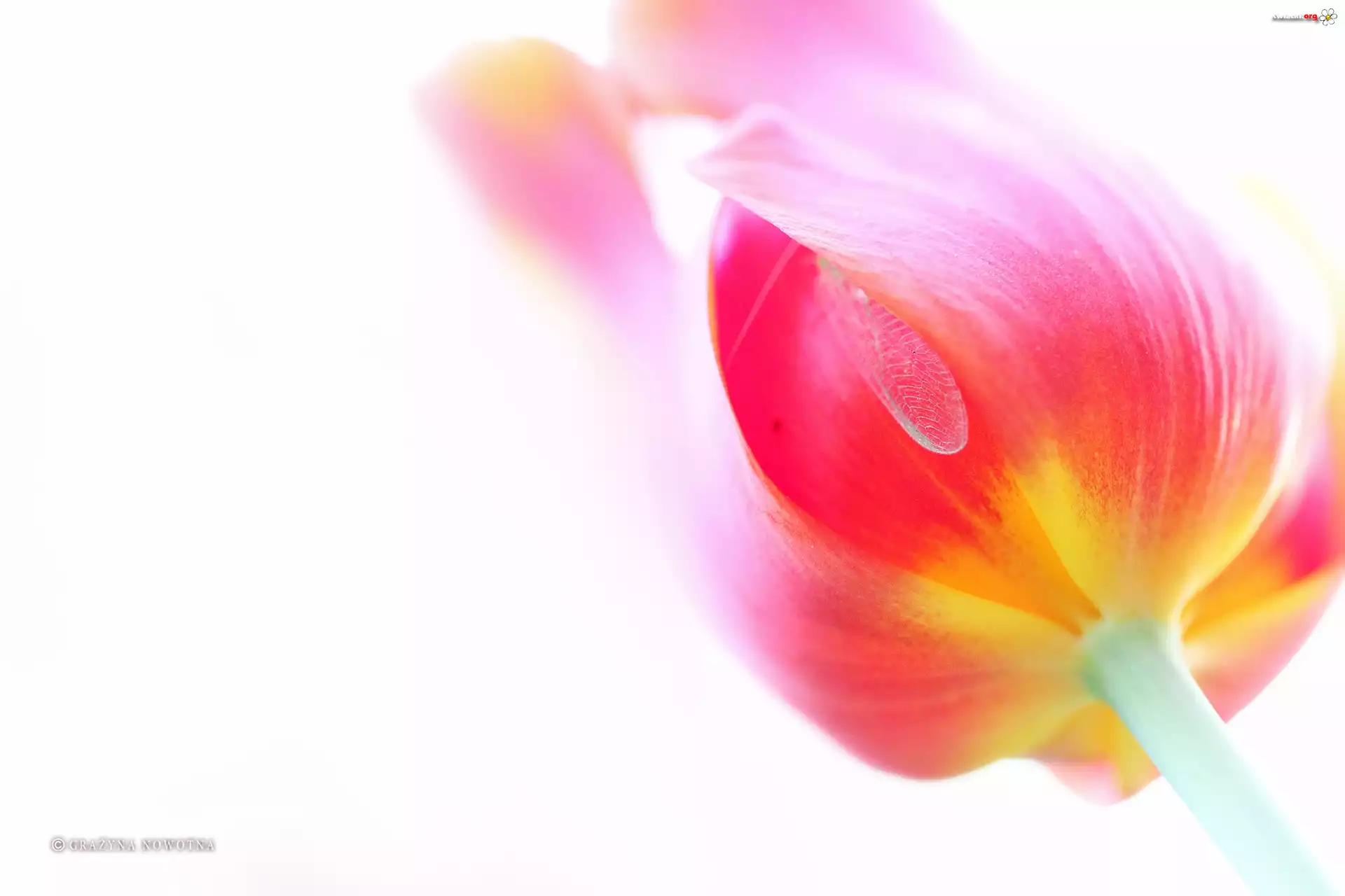 Tulipan, Kwiat, Czerwony