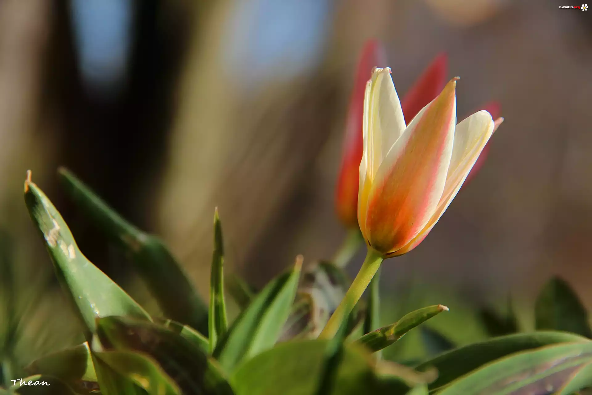 Tulipan, Kwiat, Wiosna
