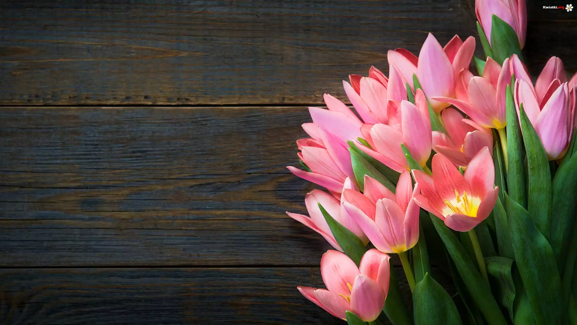 Kwiat, Różowe, Rozkwinięte, Tulipany, Deski
