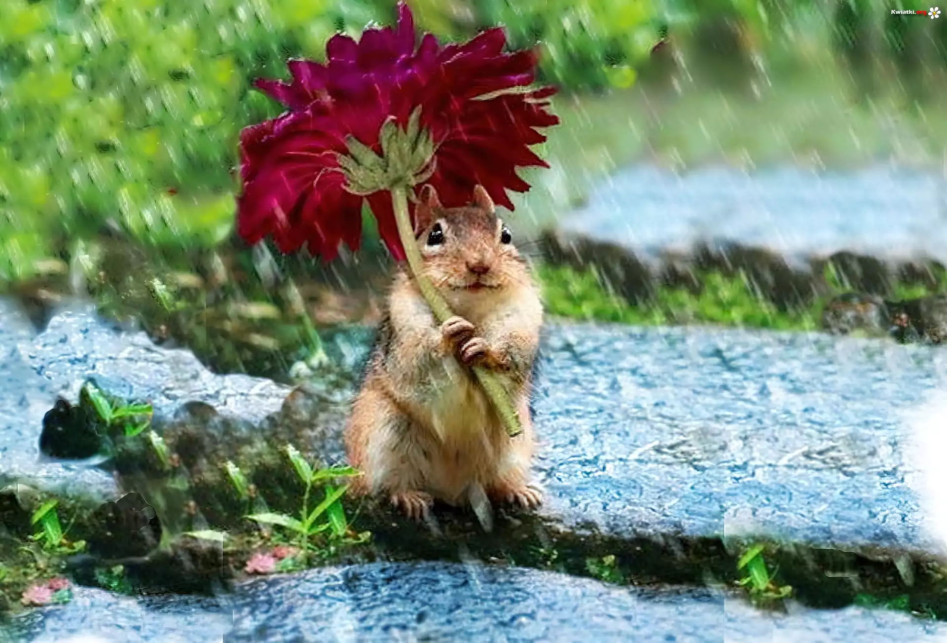 Chipmunk, Kwiatek, Deszcz