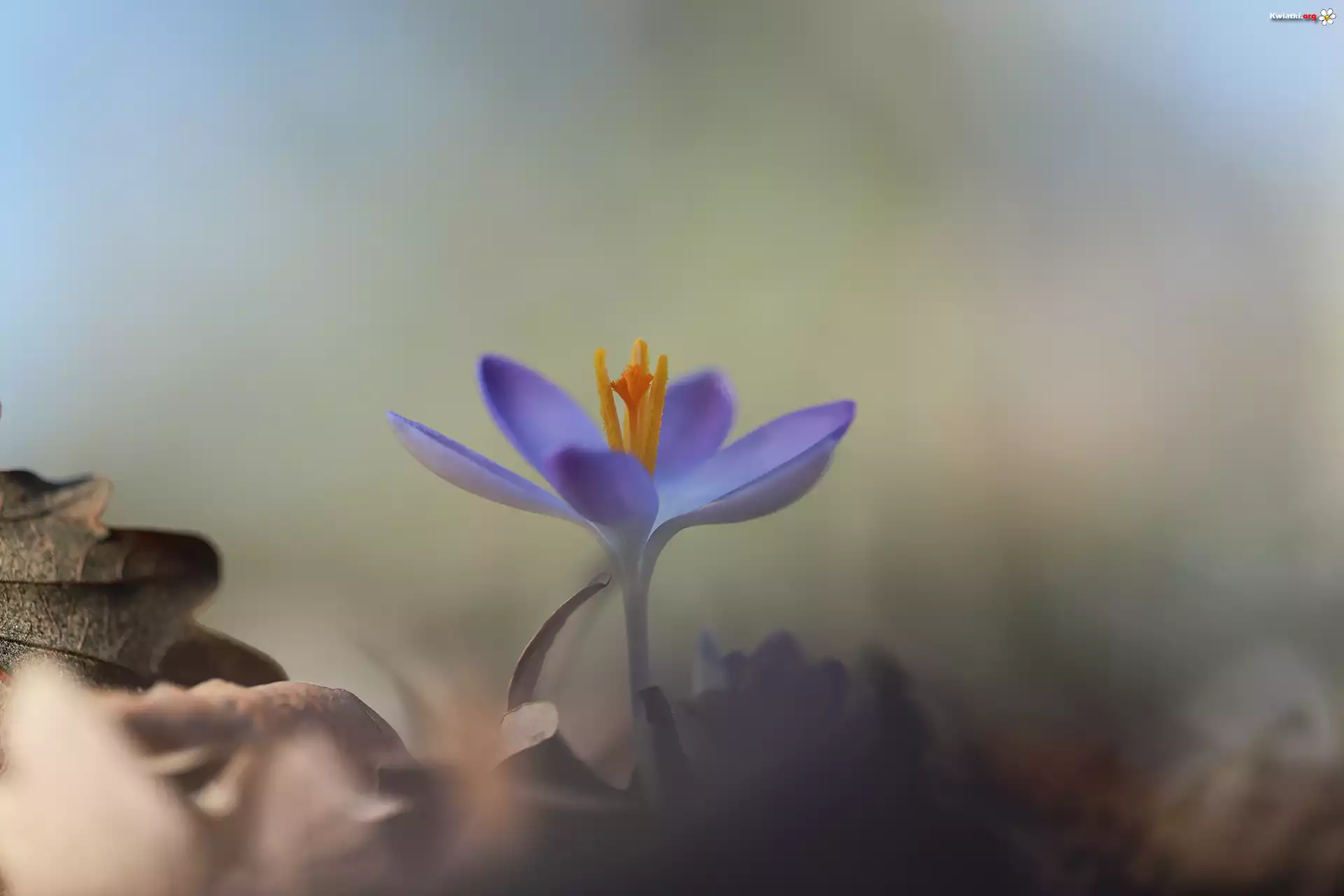Fioletowy, Kwiatek, Krokus