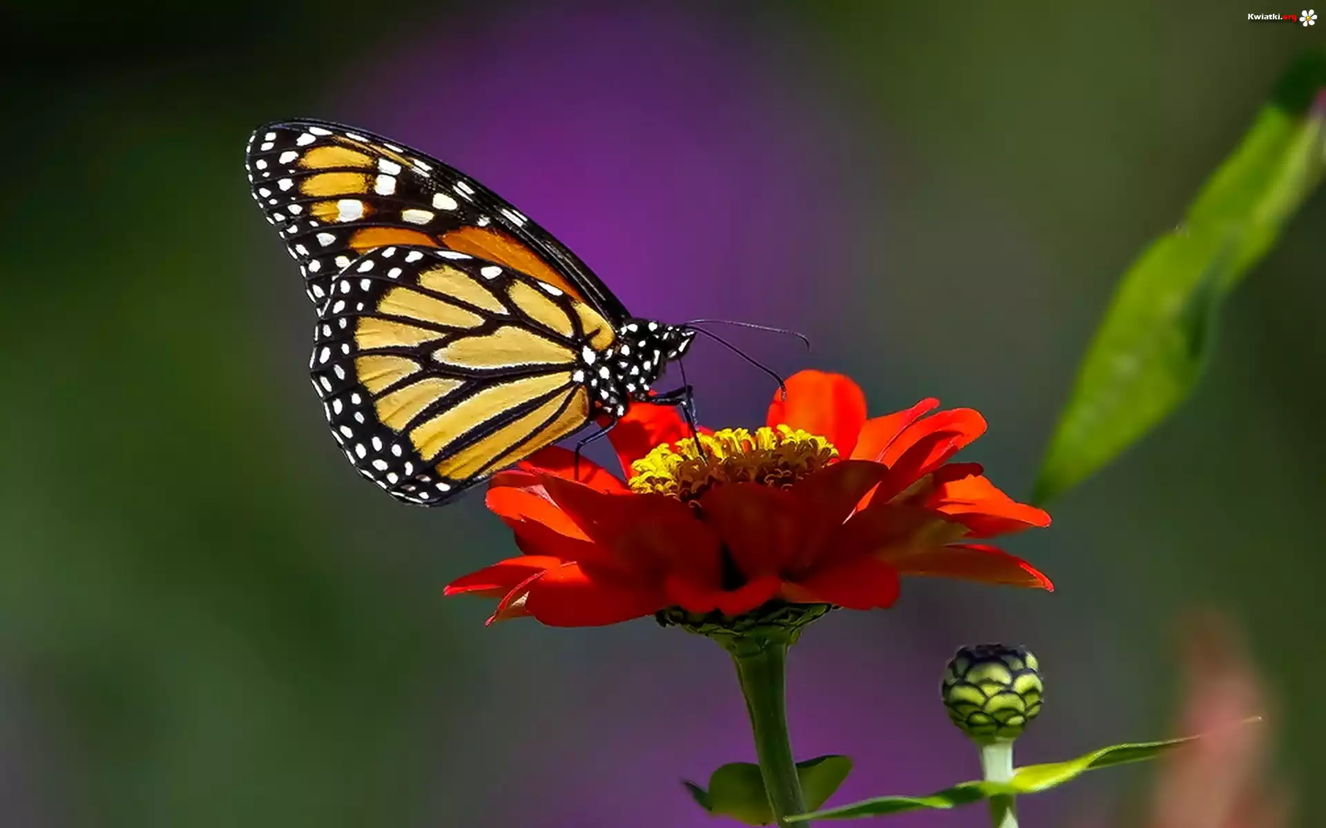 Motyl, Monarcha, Kwiatek, Cynia