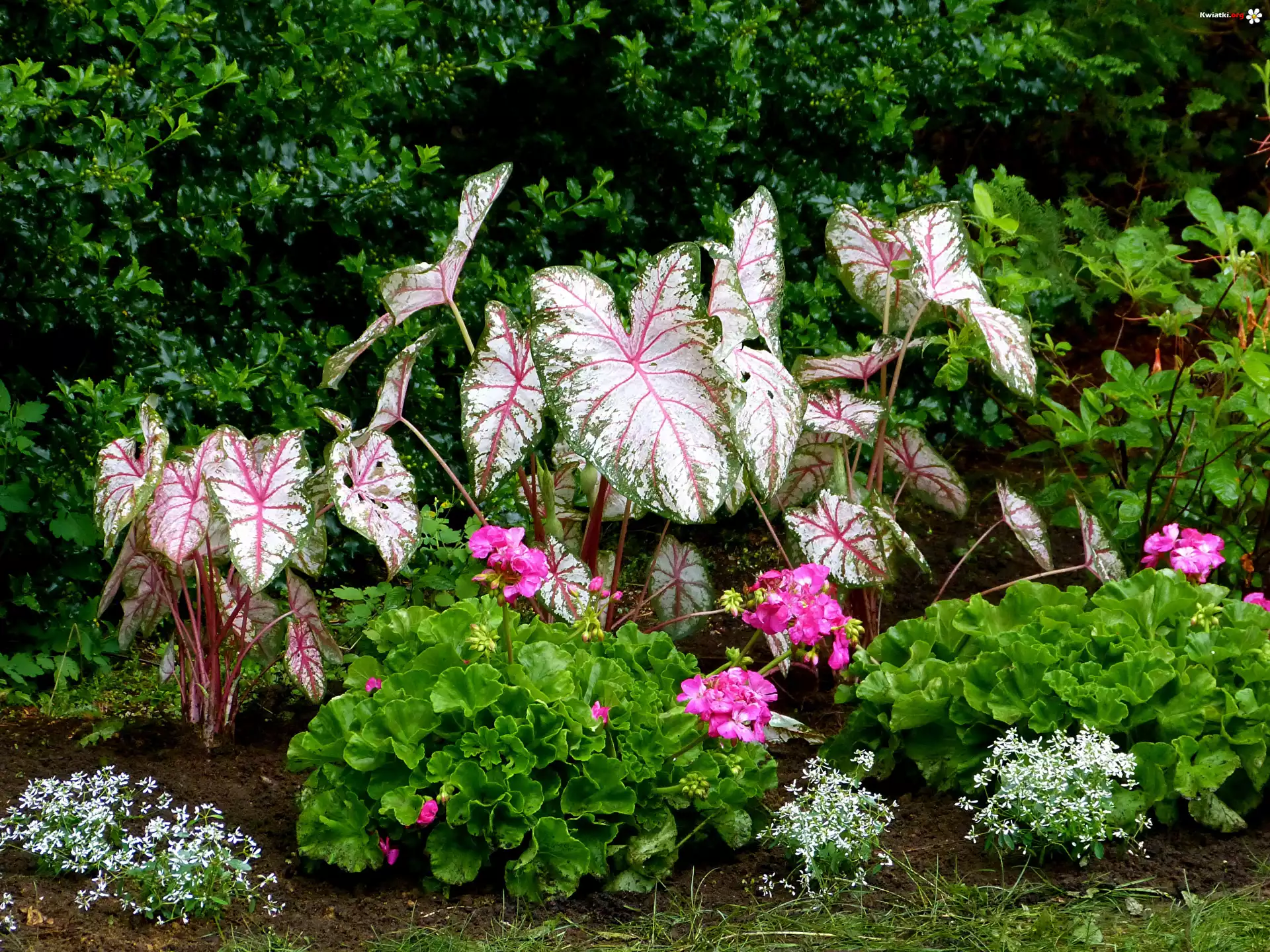 Roślina, Kaladium dwubarwne, Kwiaty, Różowe, Pelargonie, Białe, Kwiatki