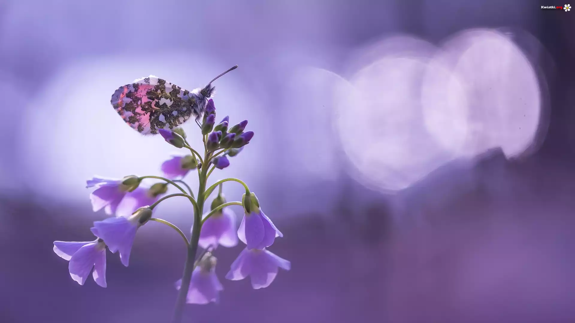 Fioletowe, Kwiatki, Rzeżucha łąkowa, Cardamine, Motyl, Zorzynek rzeżuchowiec