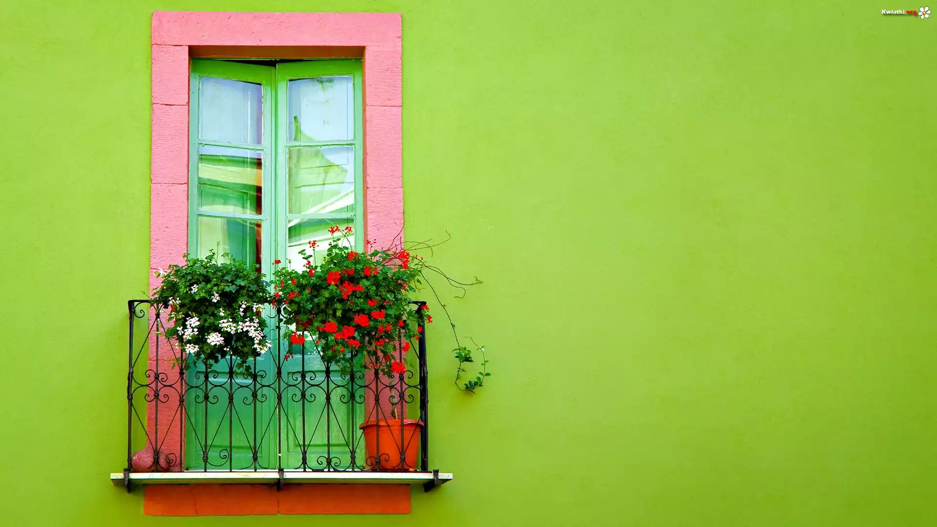 Balkon, Kwiaty, Pelargonia