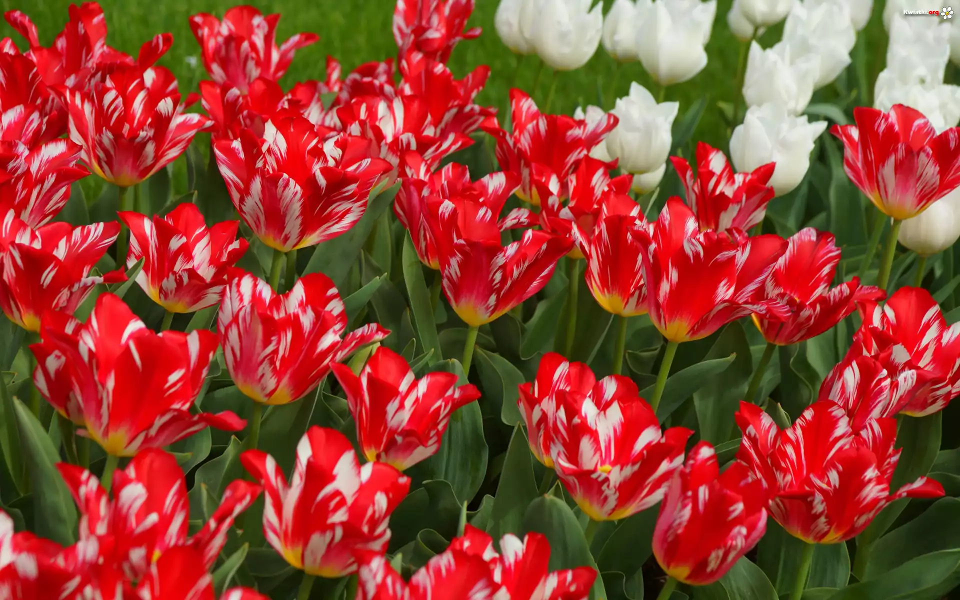 Kwiaty, Tulipany, Biało-czerwone