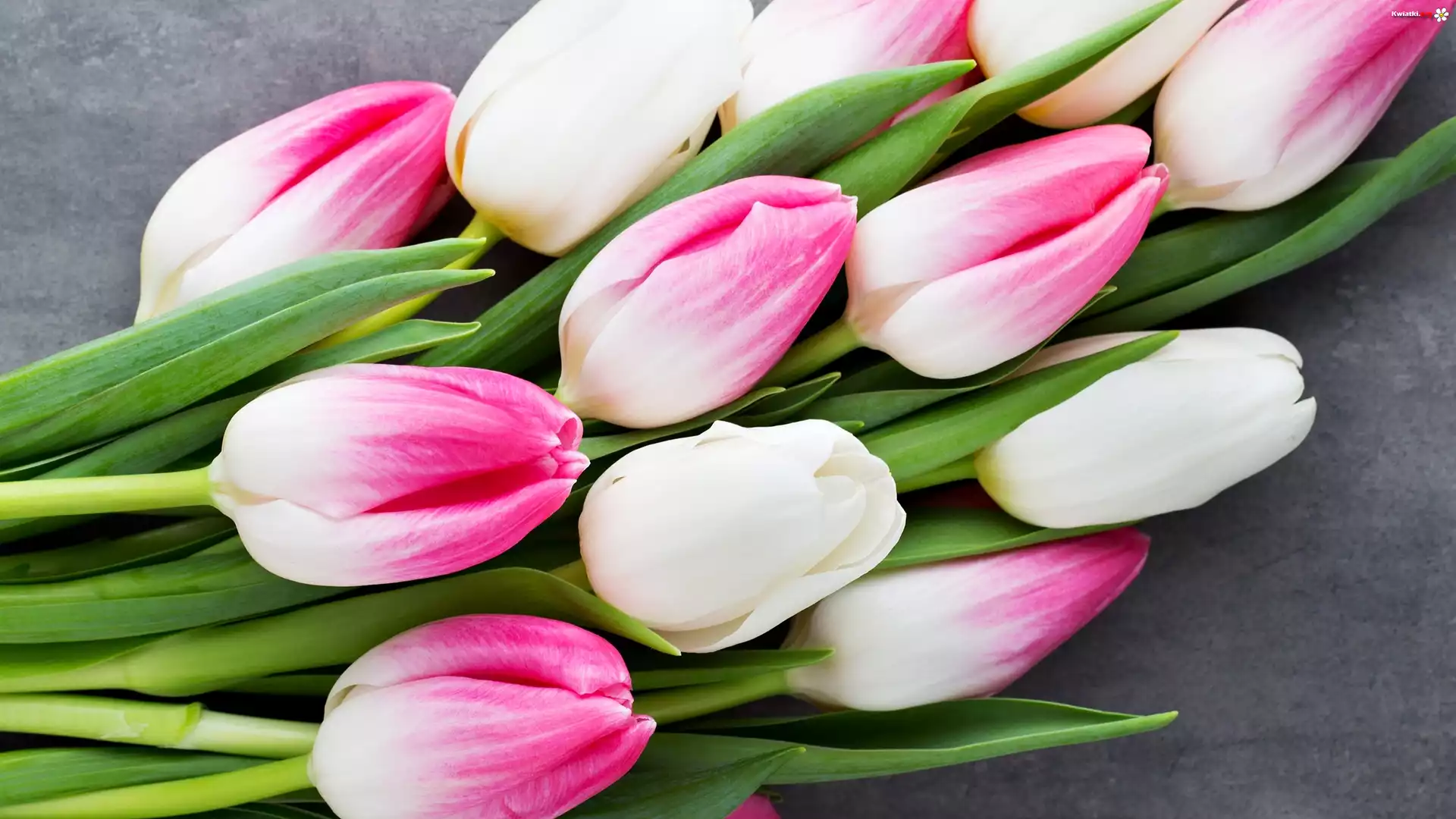 Kwiaty, Tulipany, Biało-różowe