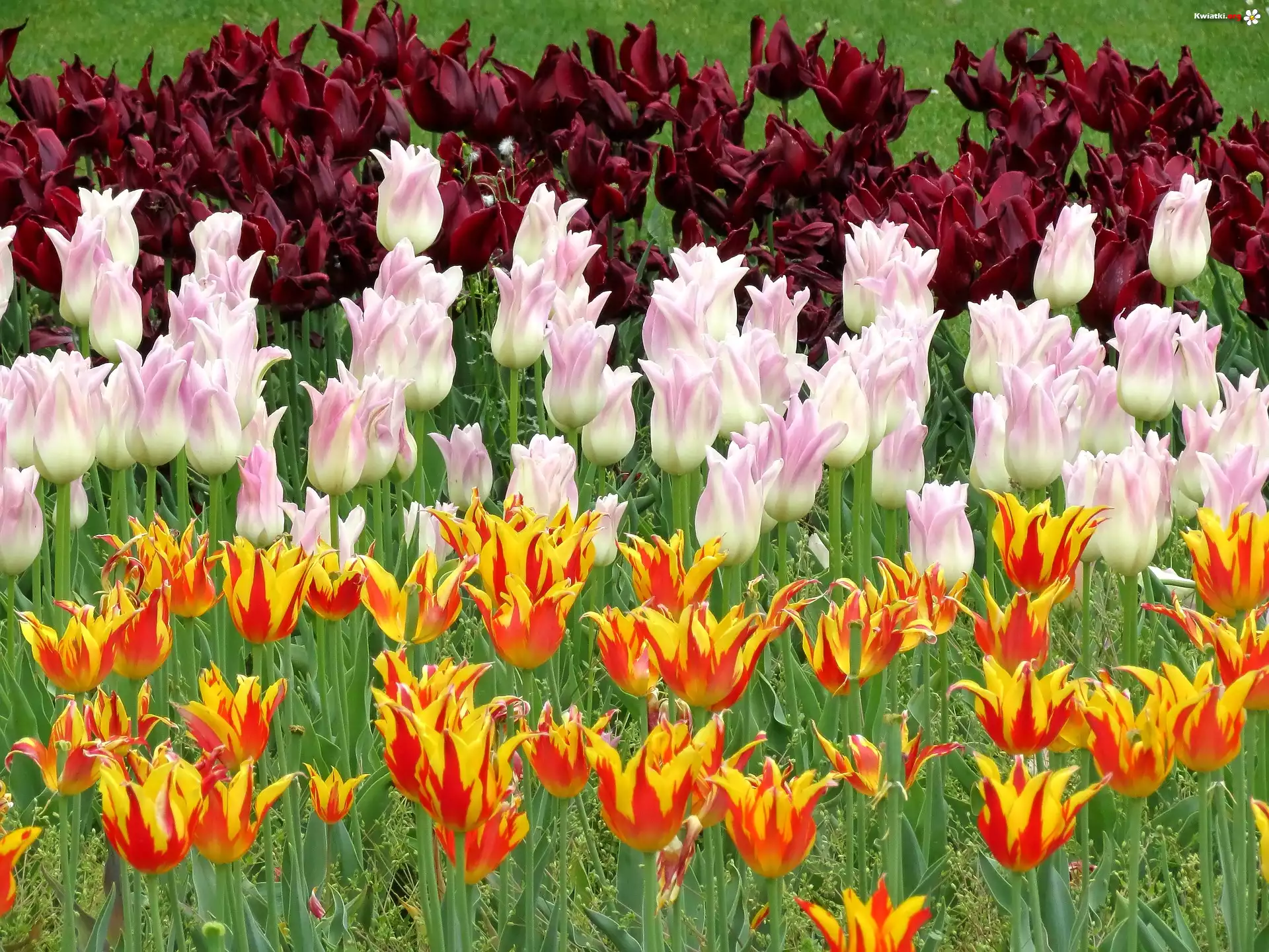 Kwiaty, Różowe, Pomarańczowe, Bordowe, Tulipany