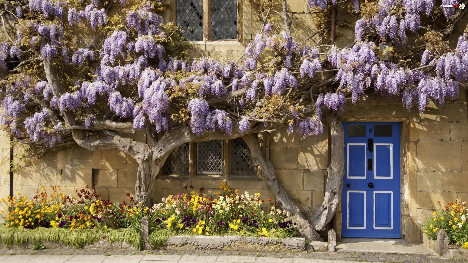 Dom, Kwiaty, Wisteria