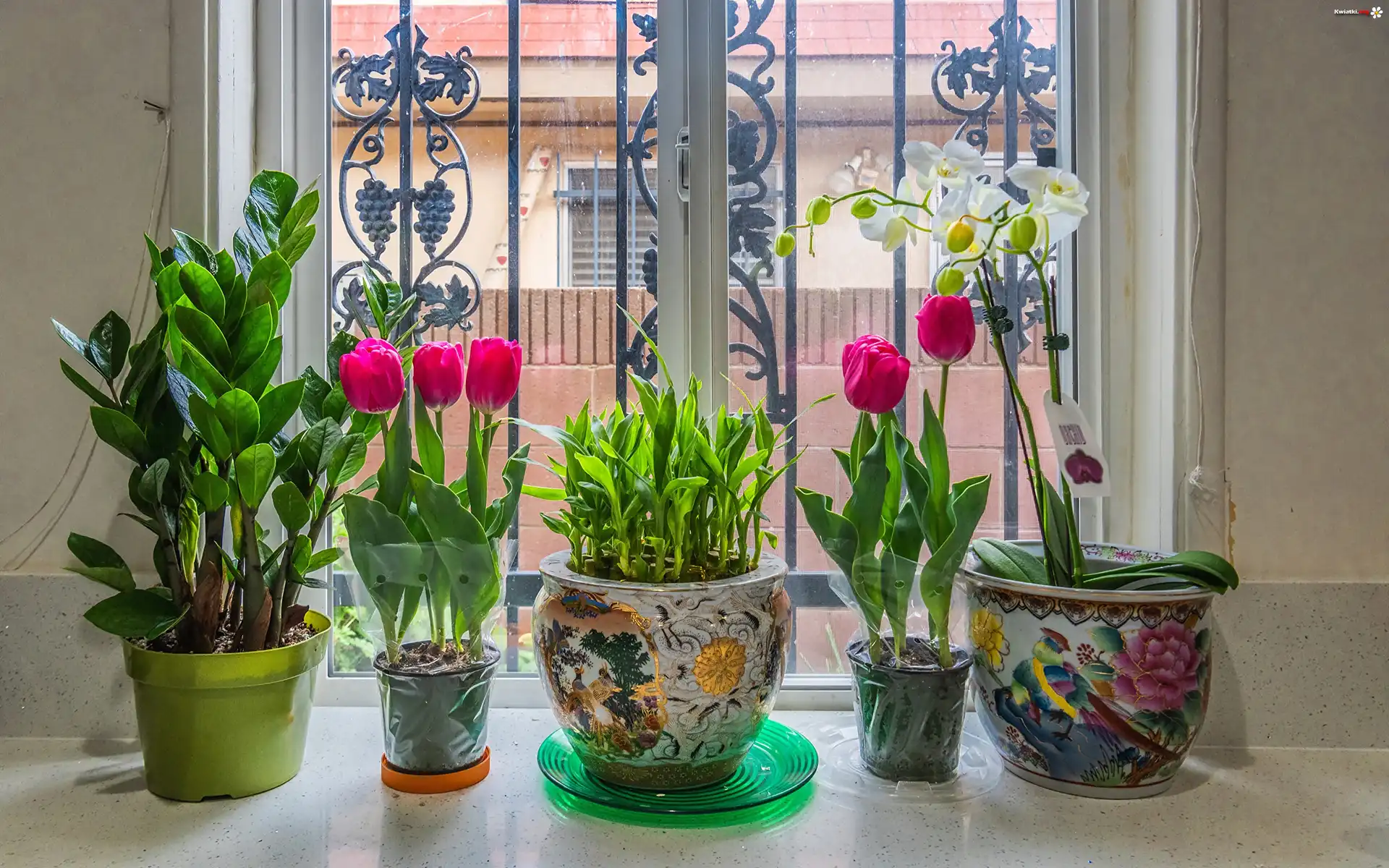 Kwiaty, Tulipany, Storczyki, Doniczki, Okno