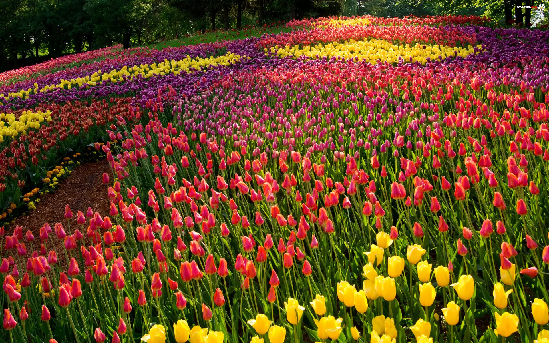 Kwiaty, Kolorowe, Tulipany, Drzewa, Park