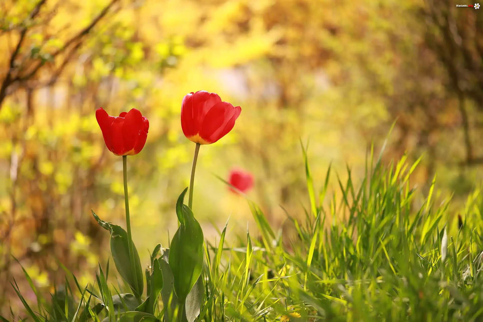 Dwa, Czerwone, Tulipany, Kwiaty