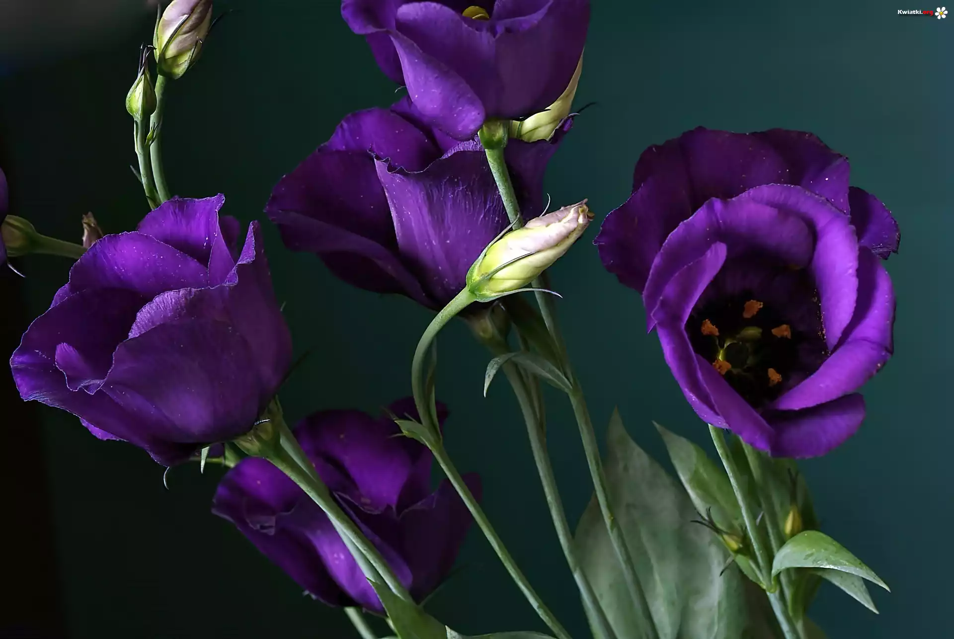Eustoma, Kwiaty, Pąki
