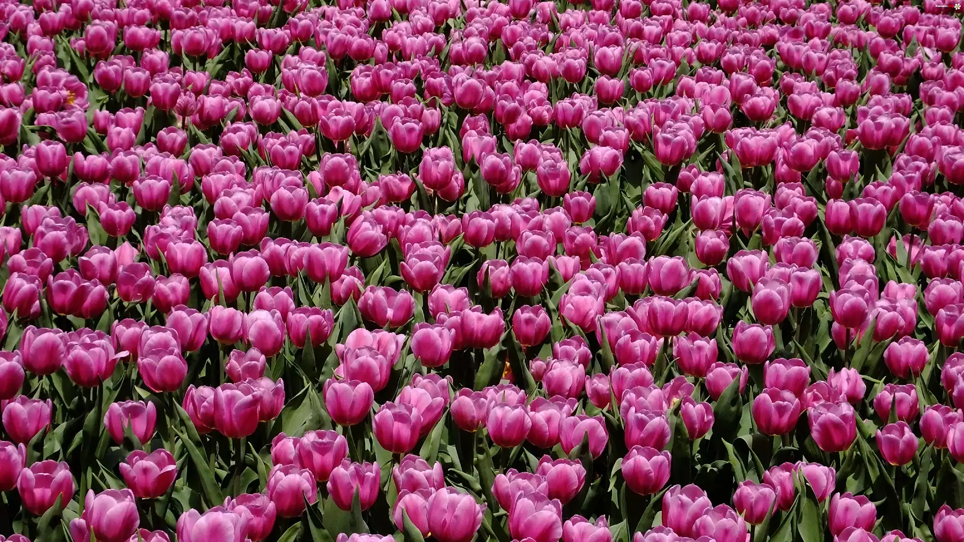 Kwiaty, Tulipany, Fioletowe, Pole