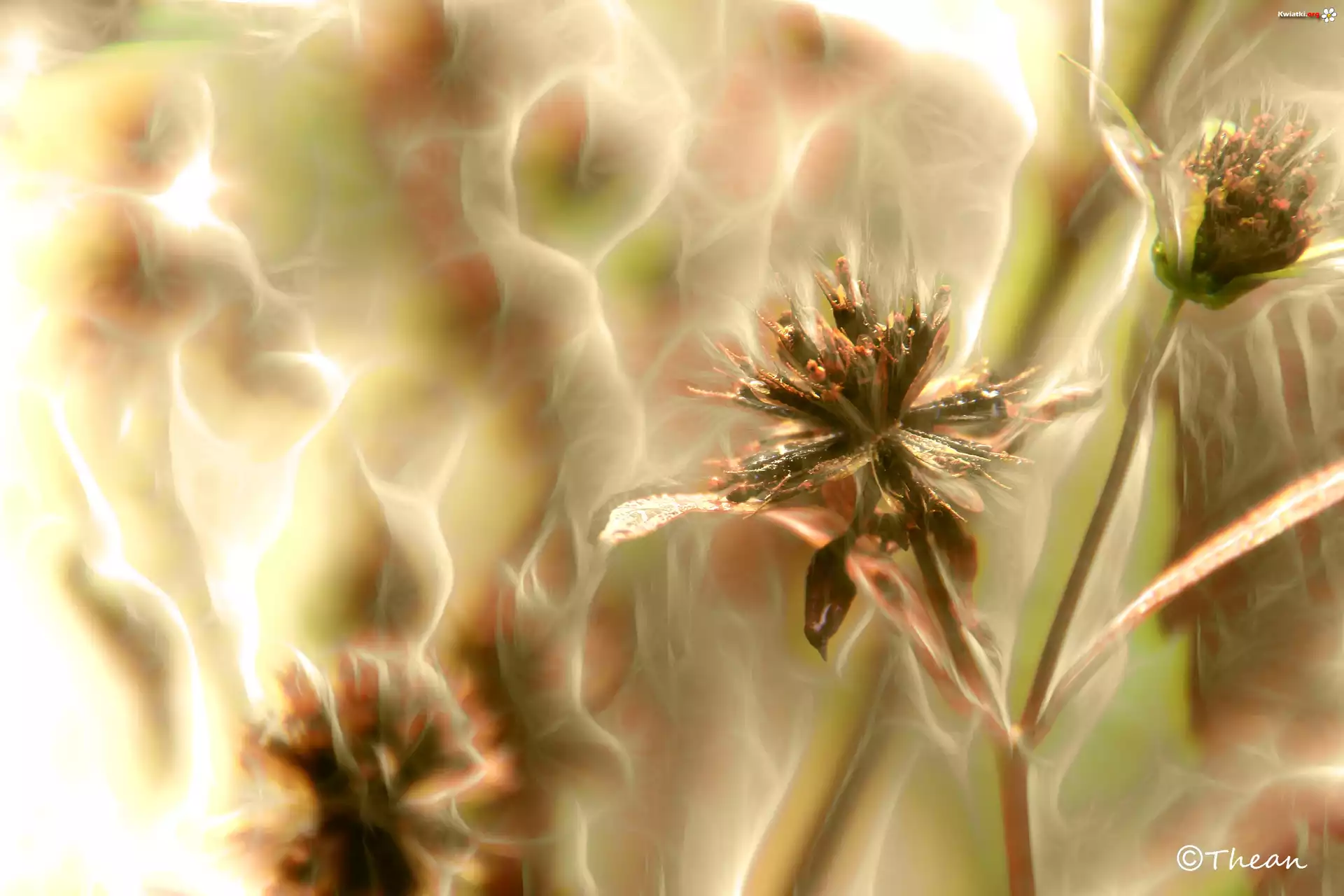 Kwiaty, Fractalius