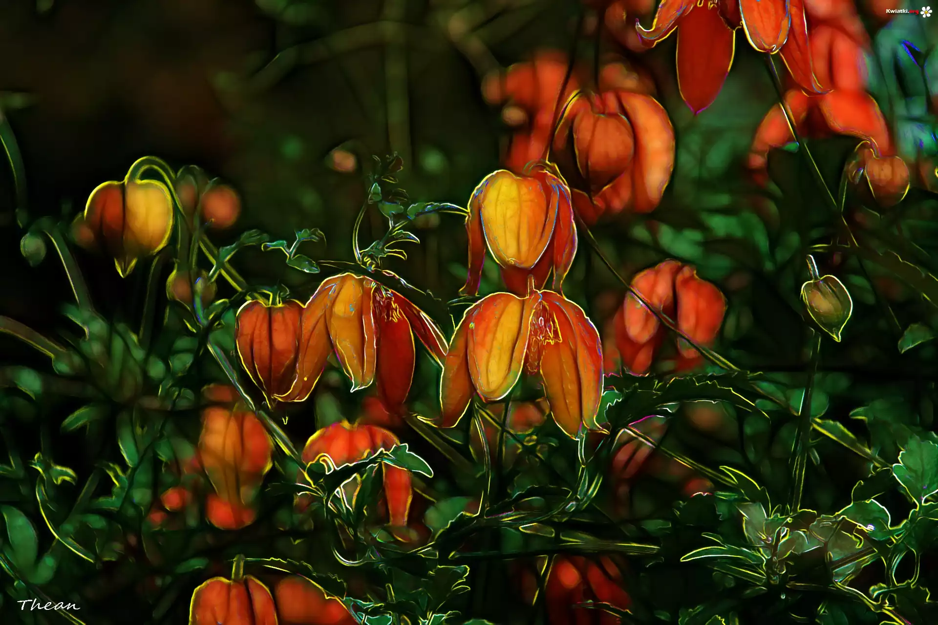 Kwiaty, Fractalius