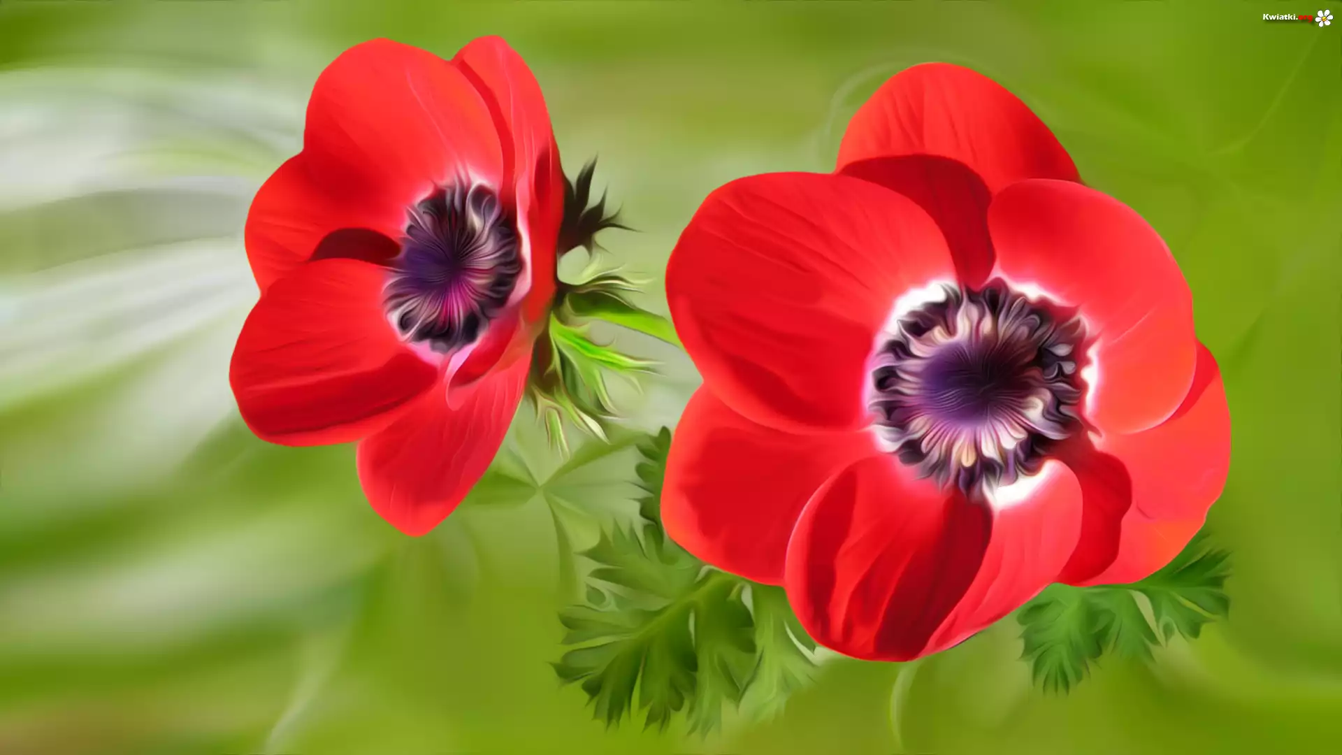 Grafika, Kwiaty, Zawilce