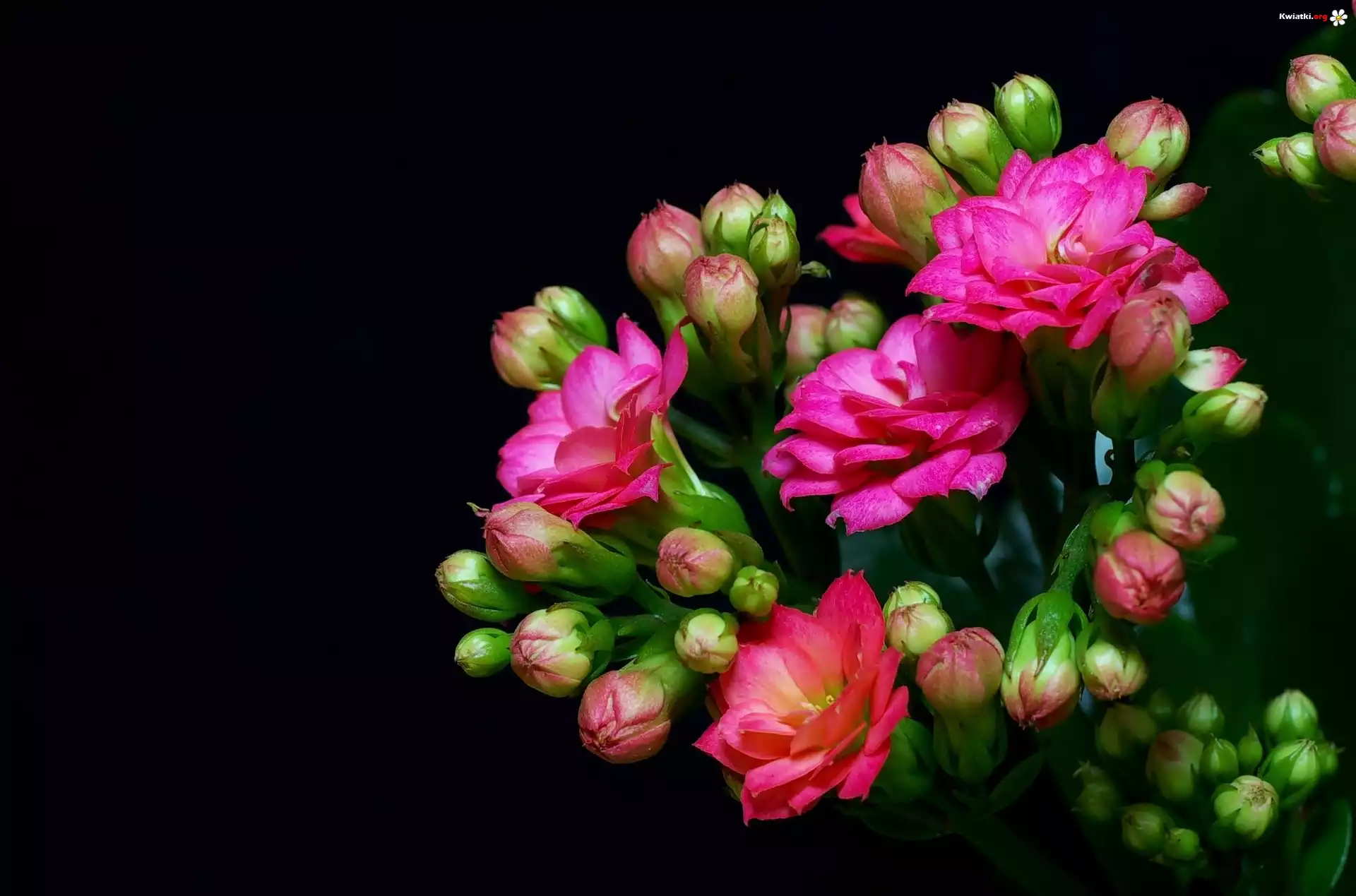 Kwiaty, Kalanchoe