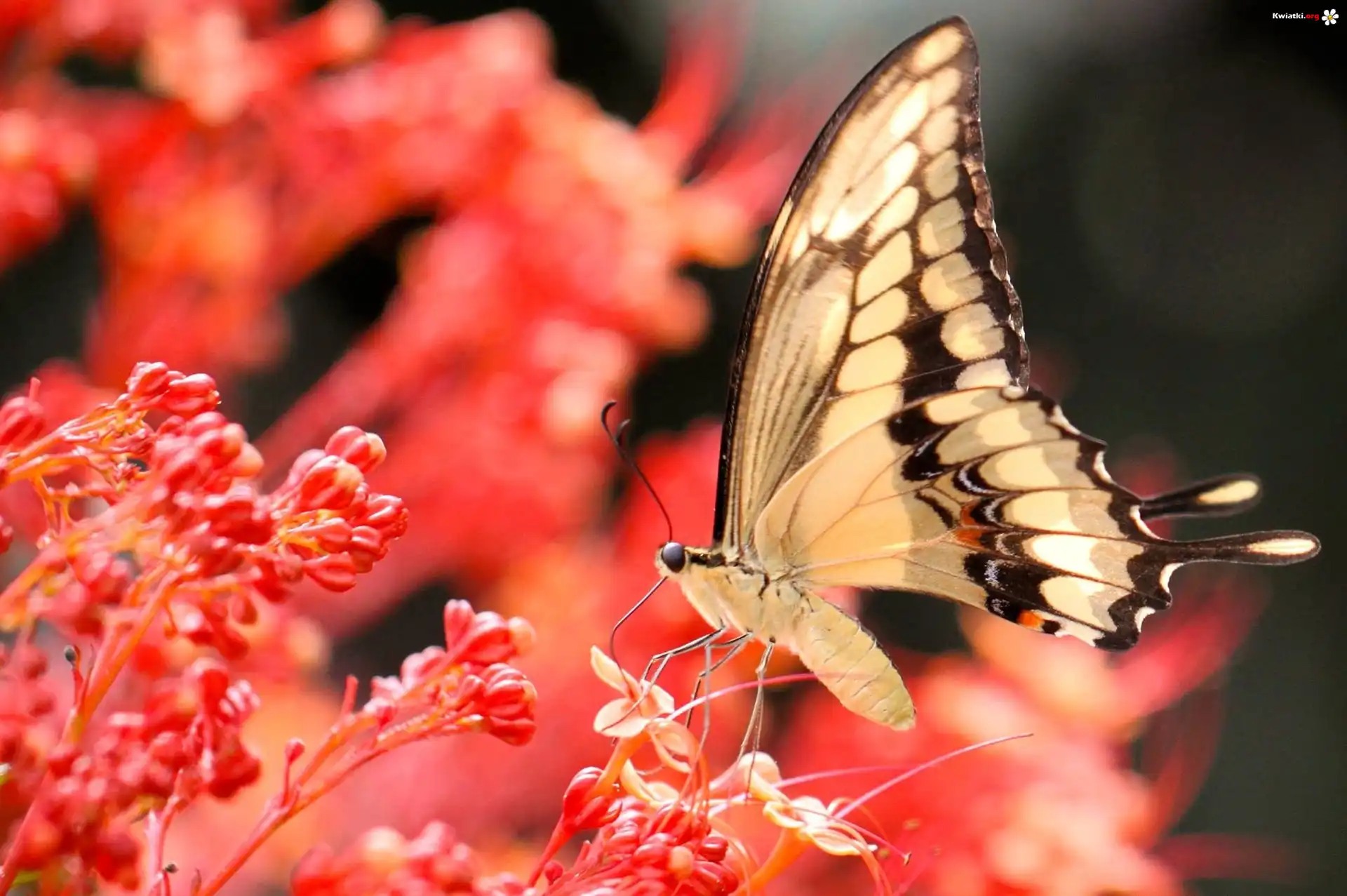 Koralowe, Kwiaty, Motyl