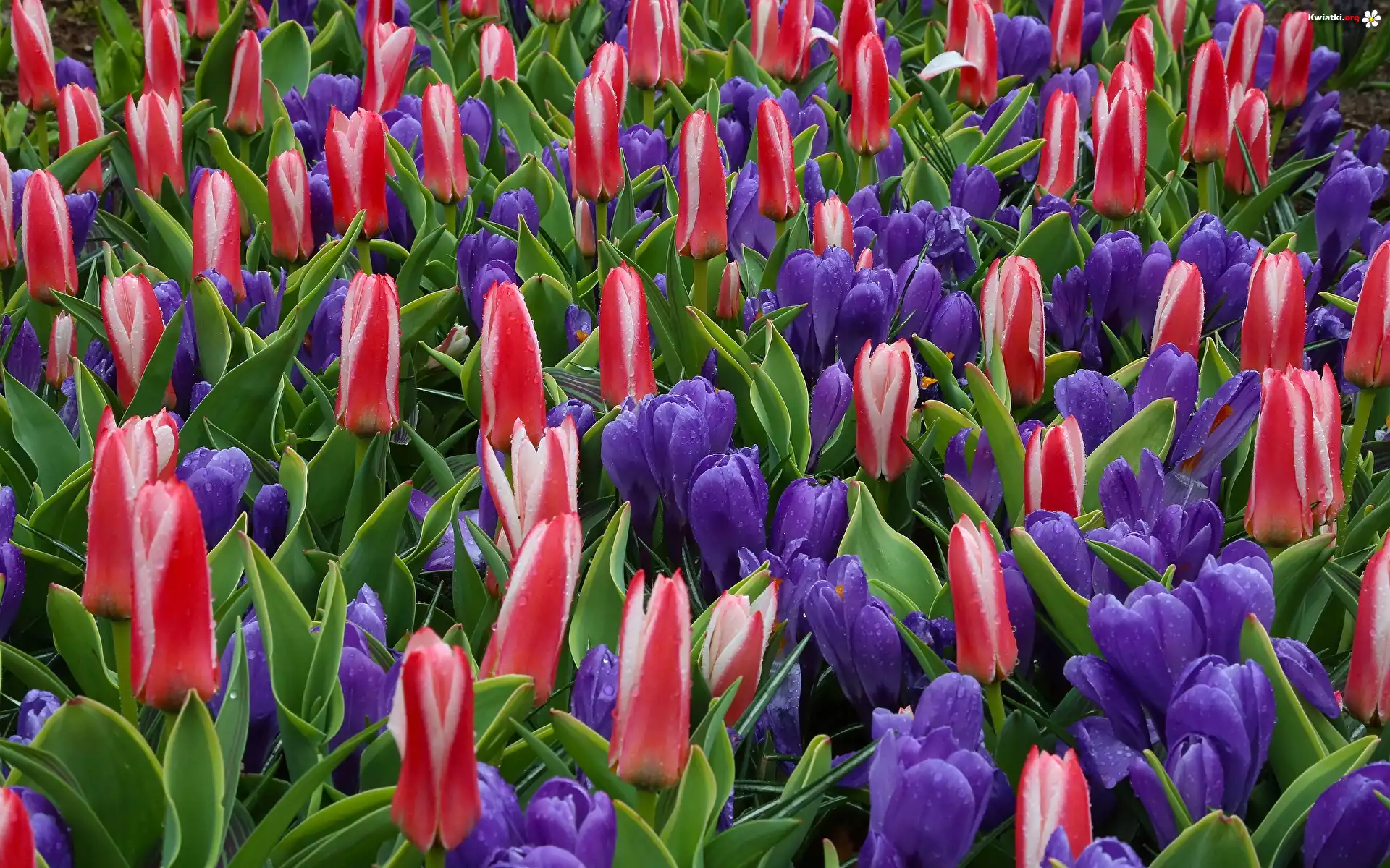 Kwiaty, Kolorowe, Tulipany, Krokusy, Krople