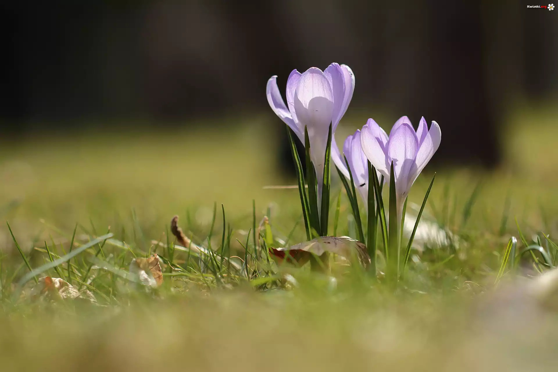 Krokusy, Kwiaty, Liliowe