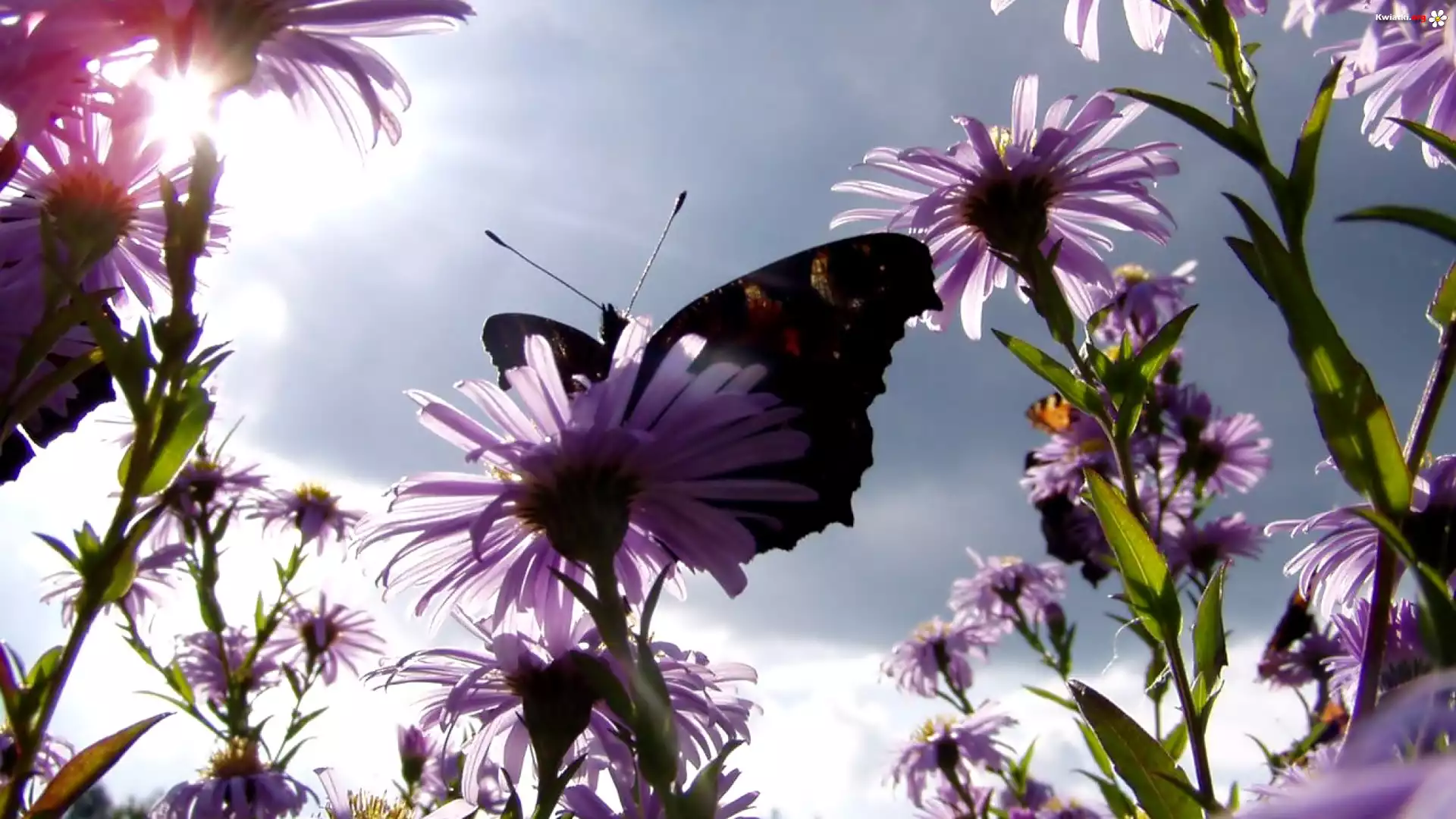 Kwiaty, Motyl