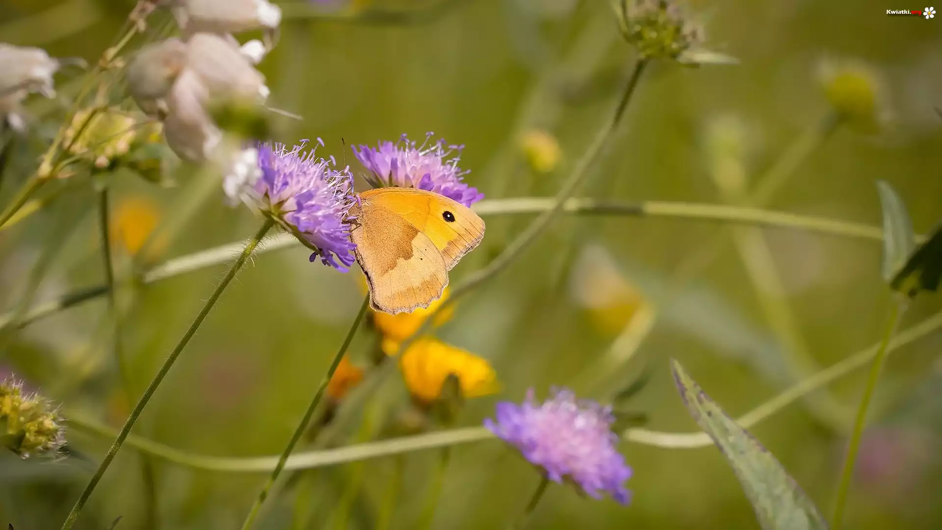 Fioletowe, Kwiaty, Motyl, Przestrojnik jurtina