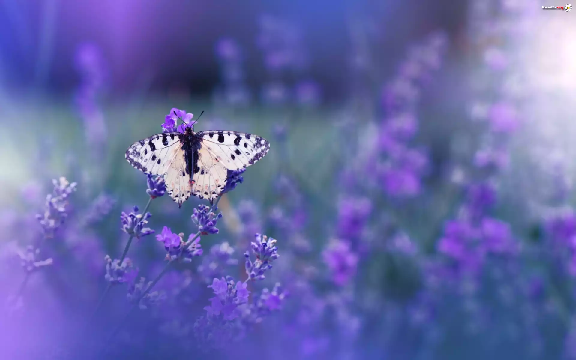 Motyl, Kwiaty, Lawenda
