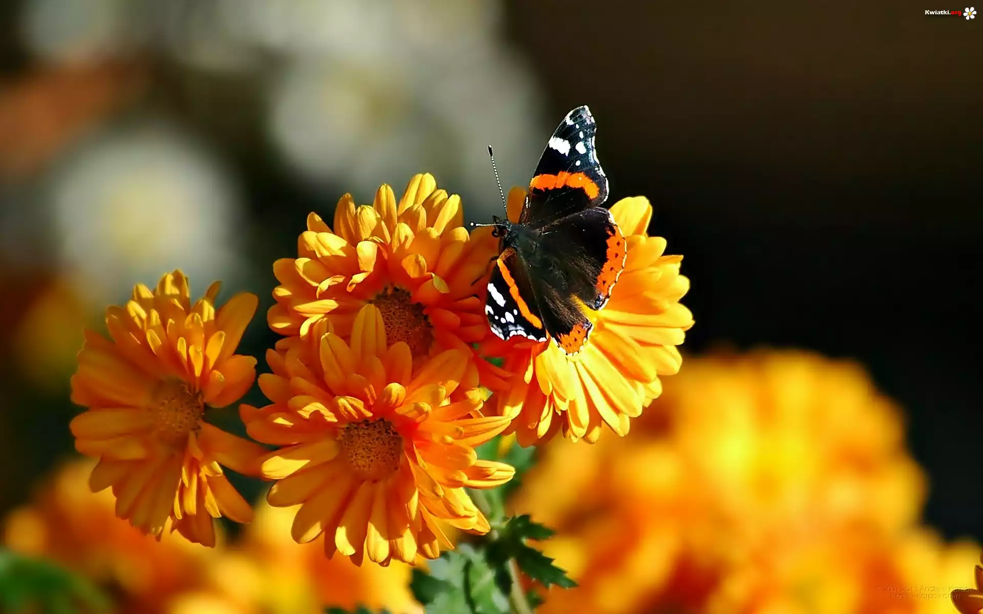 Kwiaty, Motyl, Rusałka admirał