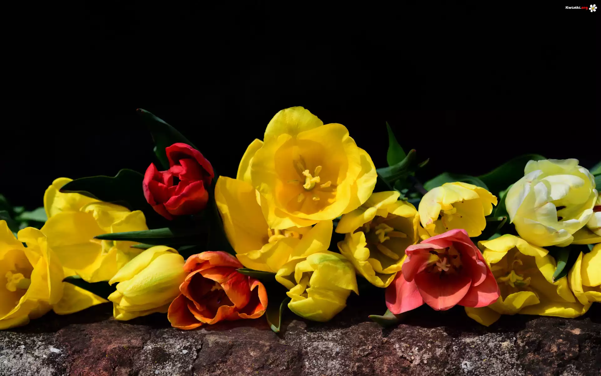 Kwiaty, Tulipany, Murek
