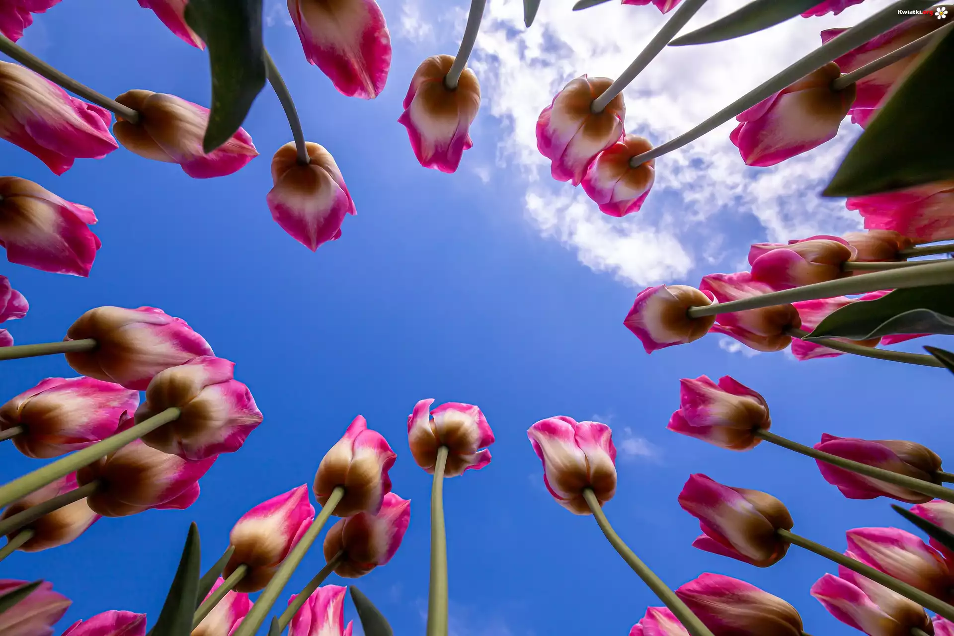 Kwiaty, Tulipany, Niebo, Chmury