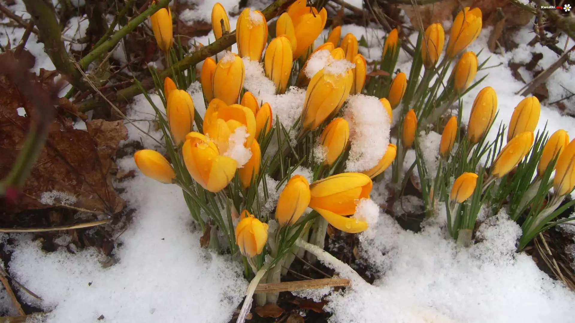 Śnieg, Kwiaty, Krokusy