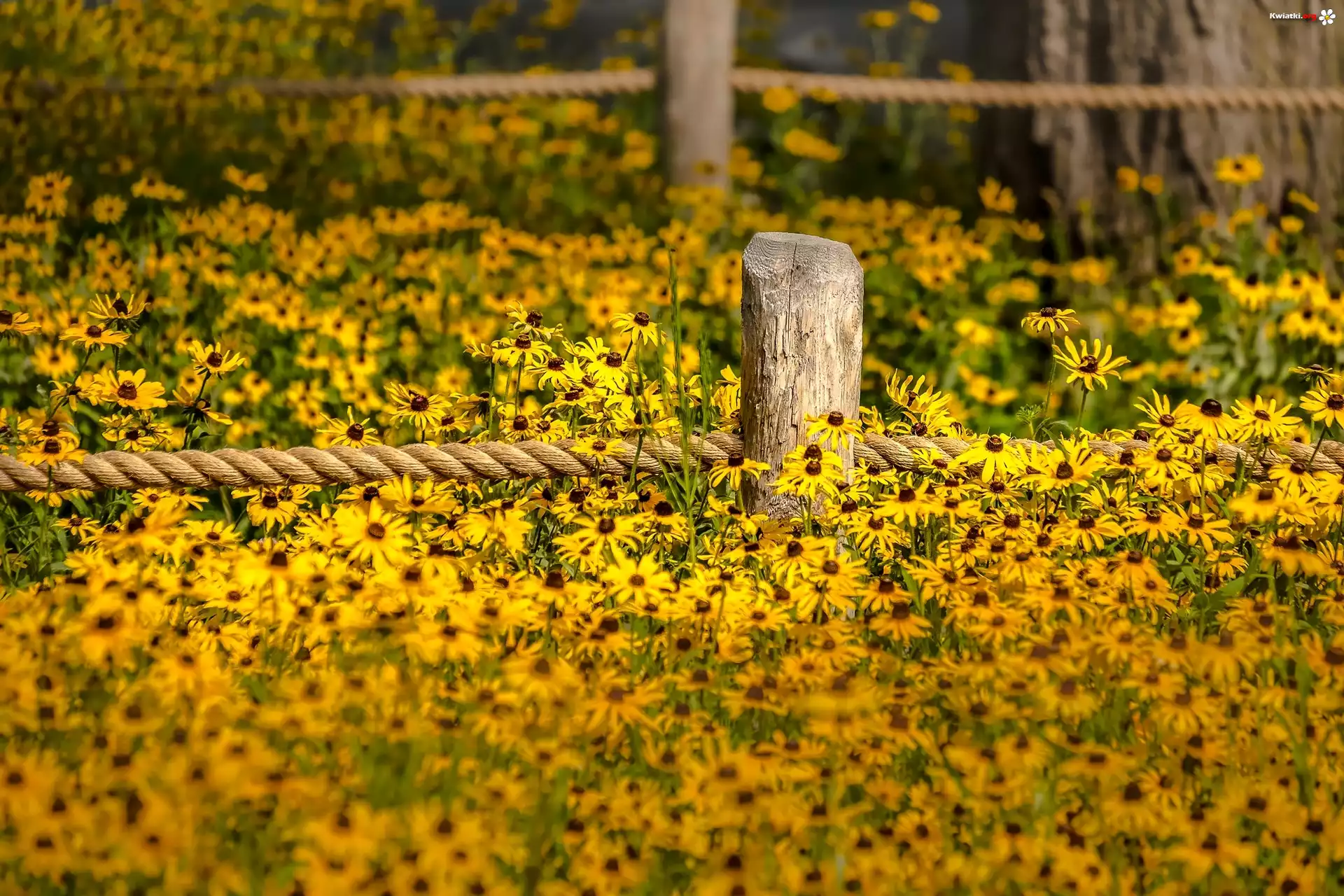 Kwiaty, Rudbekia, Ogrodzenie, Sznur