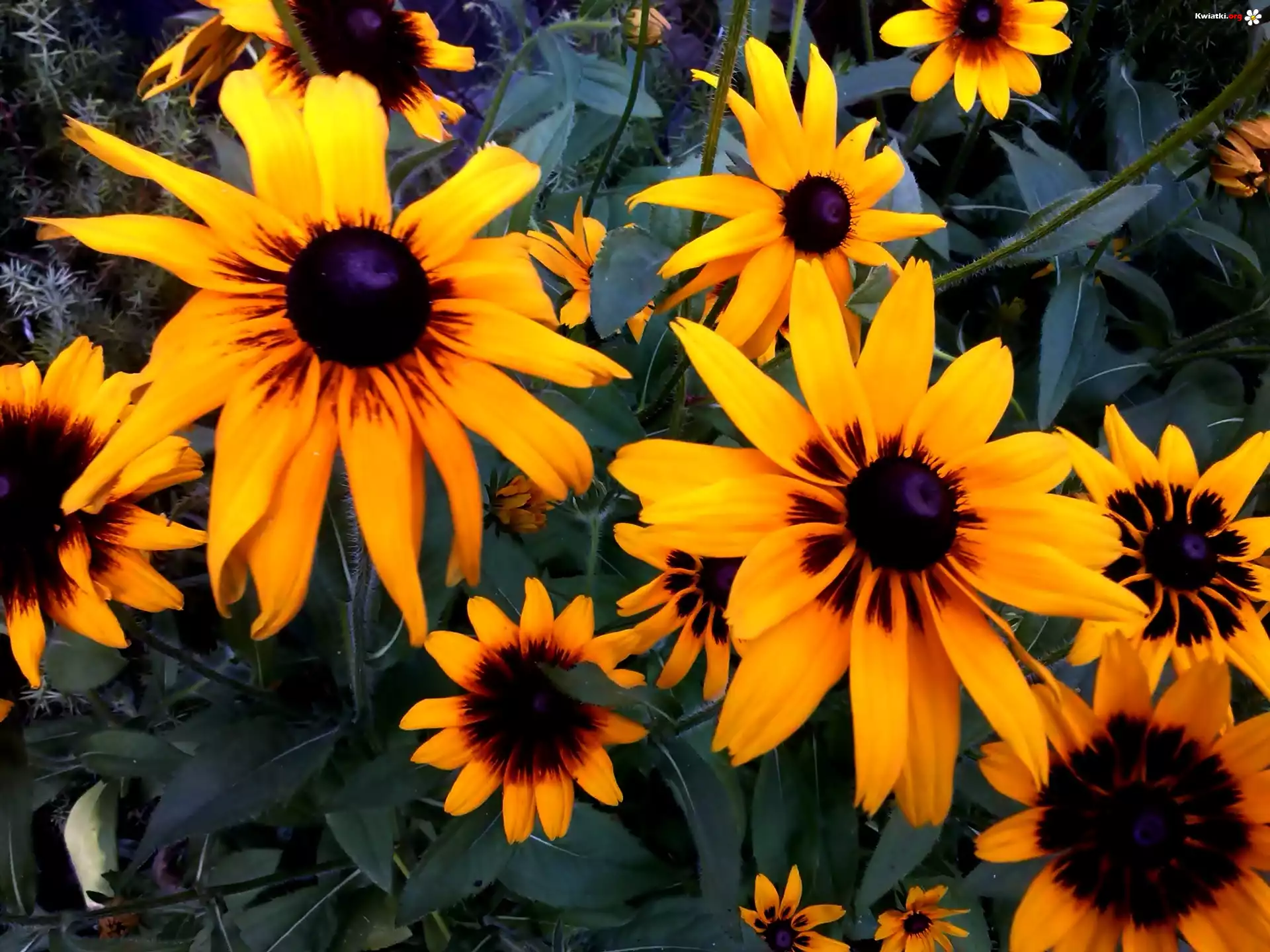 Żółte, Kwiaty, Rudbekia