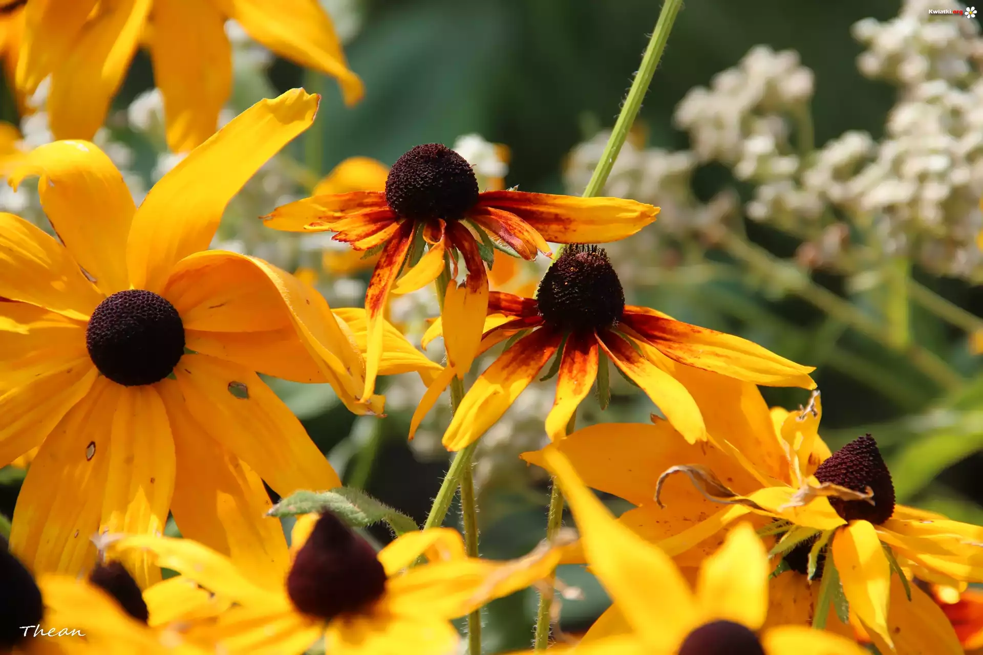 Żółte, Kwiaty, Rudbekia