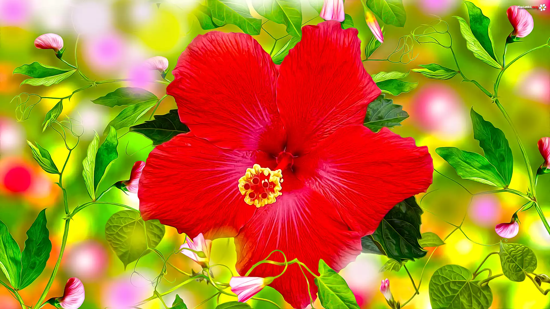 Kwiaty, Hibiskus, Groszek pachnący, Grafika