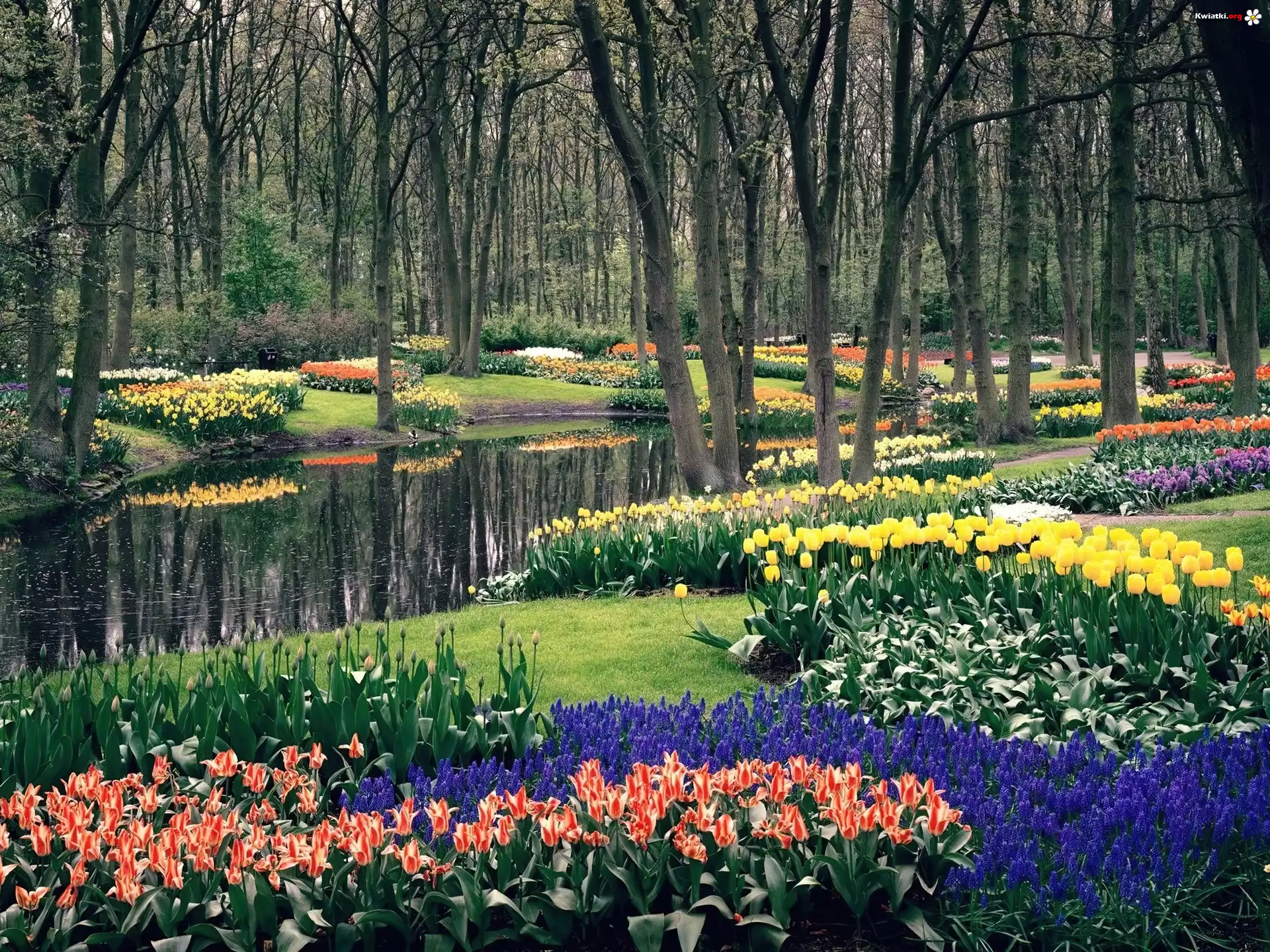 Park, Kwiaty, Strumyk
