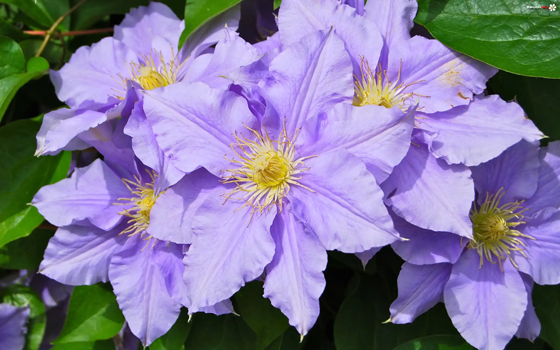 Kwiaty, Clematis, Powojniki, Listki