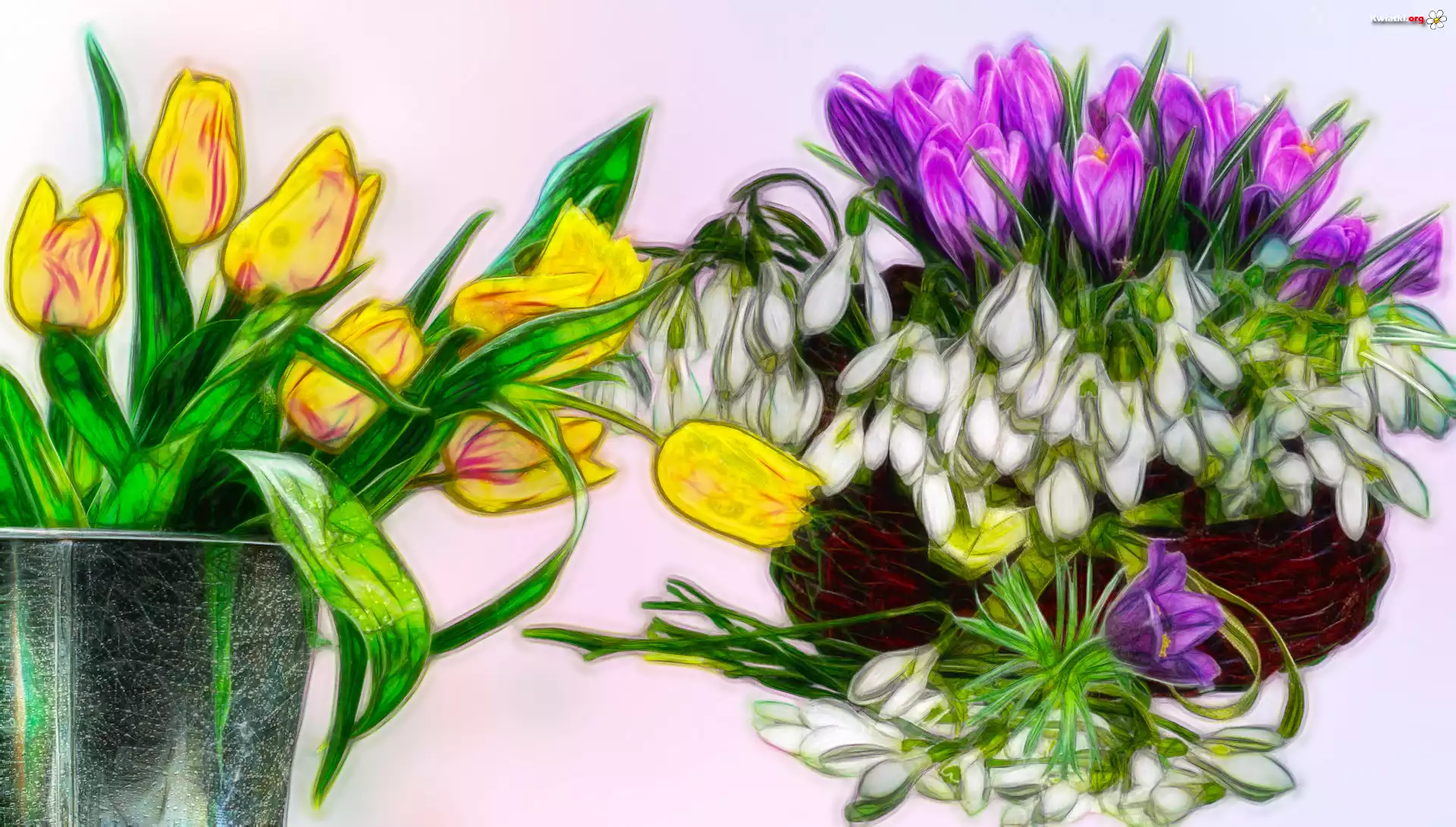 Kwiaty, Tulipany, Krokusy, Przebiśniegi, Grafika