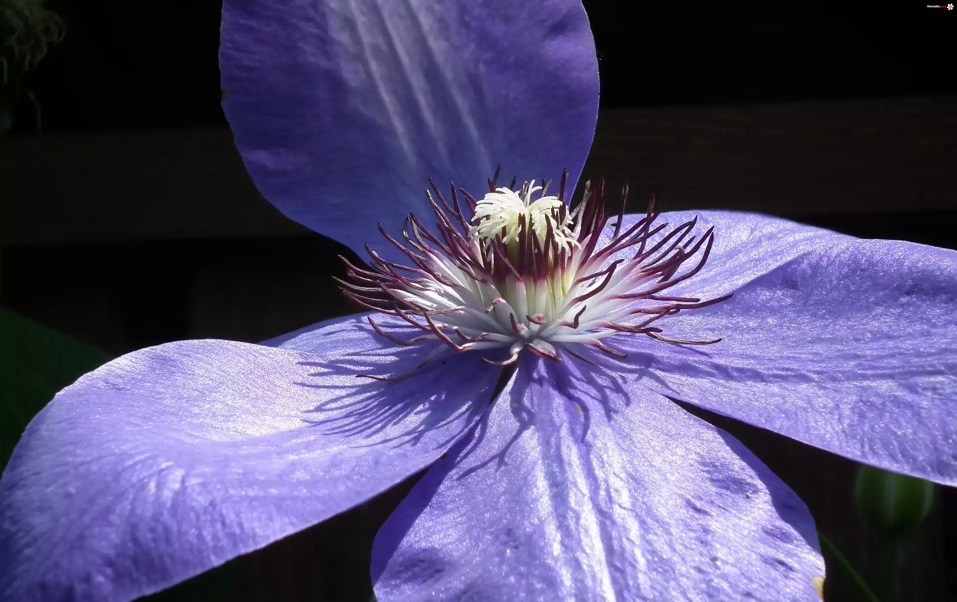 Przyroda, Kwiaty, Clematis