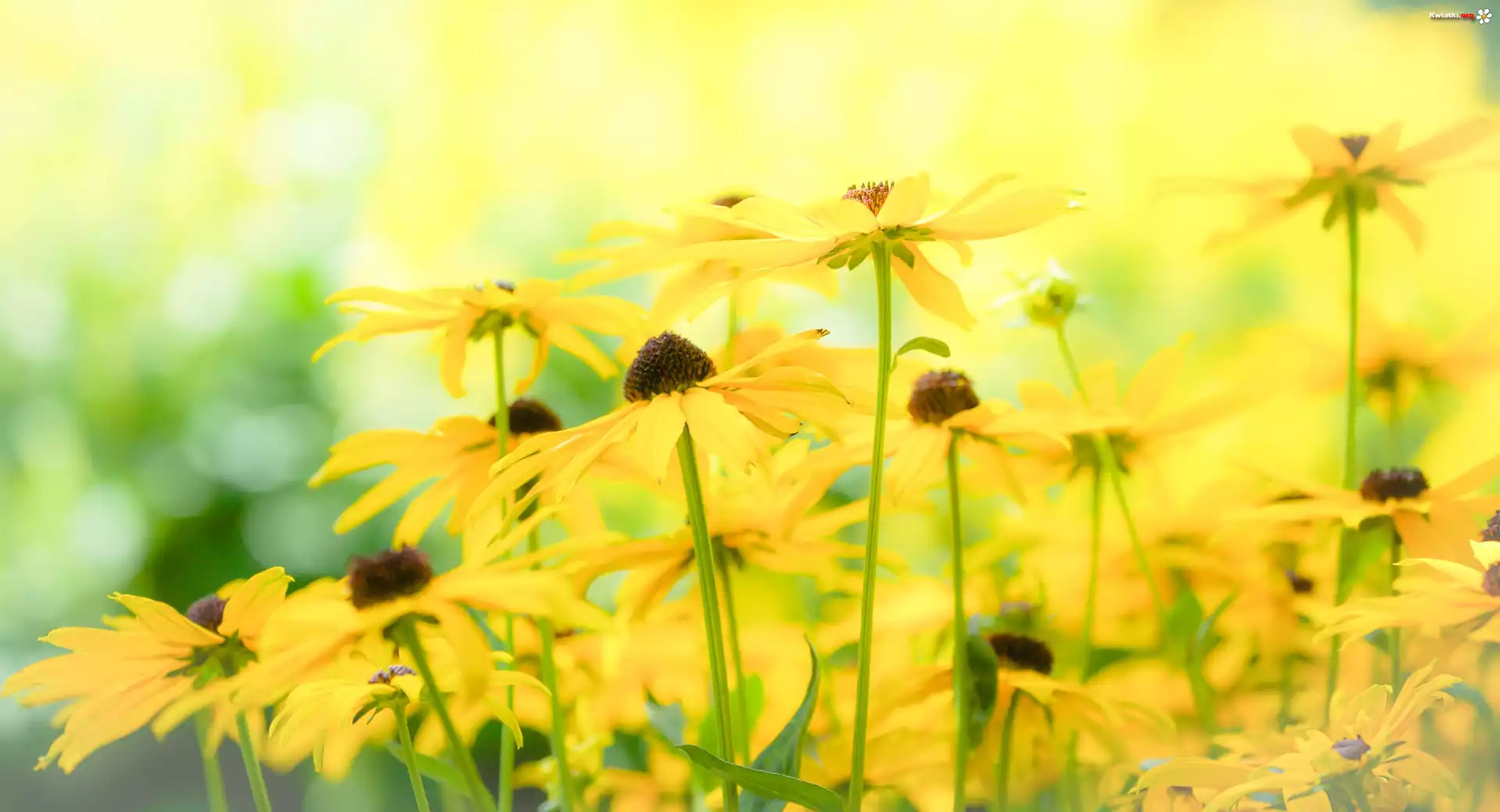 Kwiaty, Rudbekia