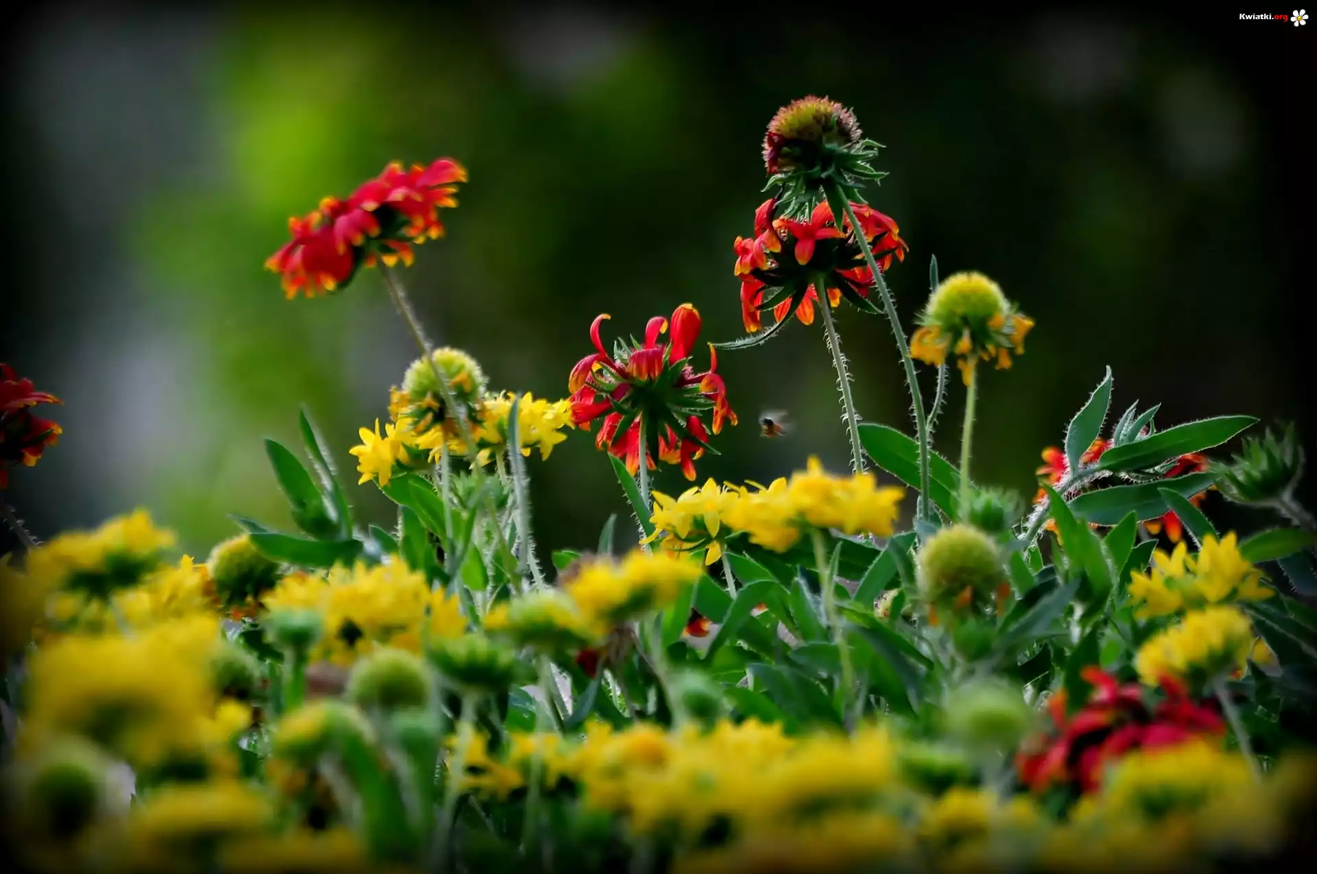 Rudbekia, Kwiaty, Łąka