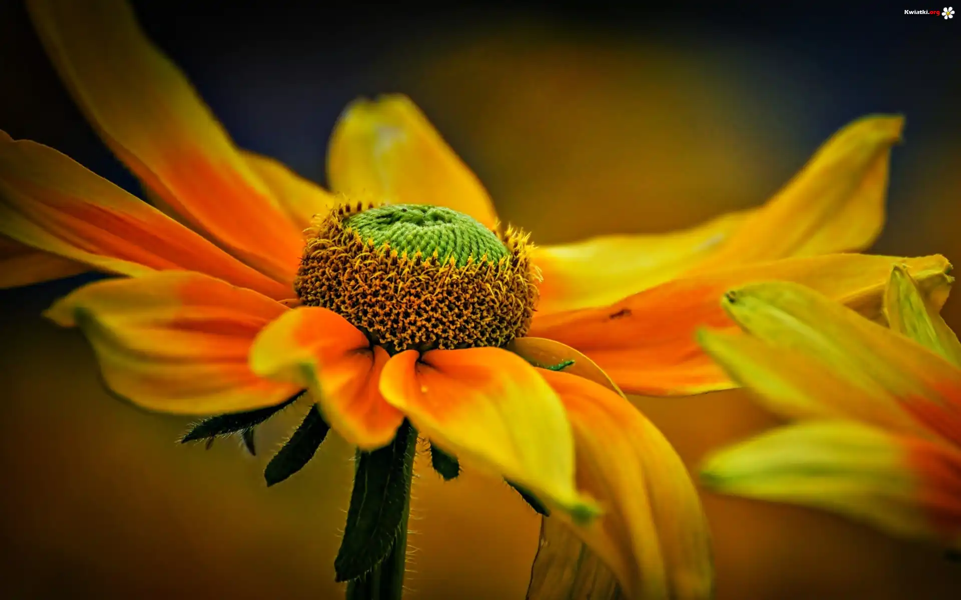 Kwiaty, Rudbekia