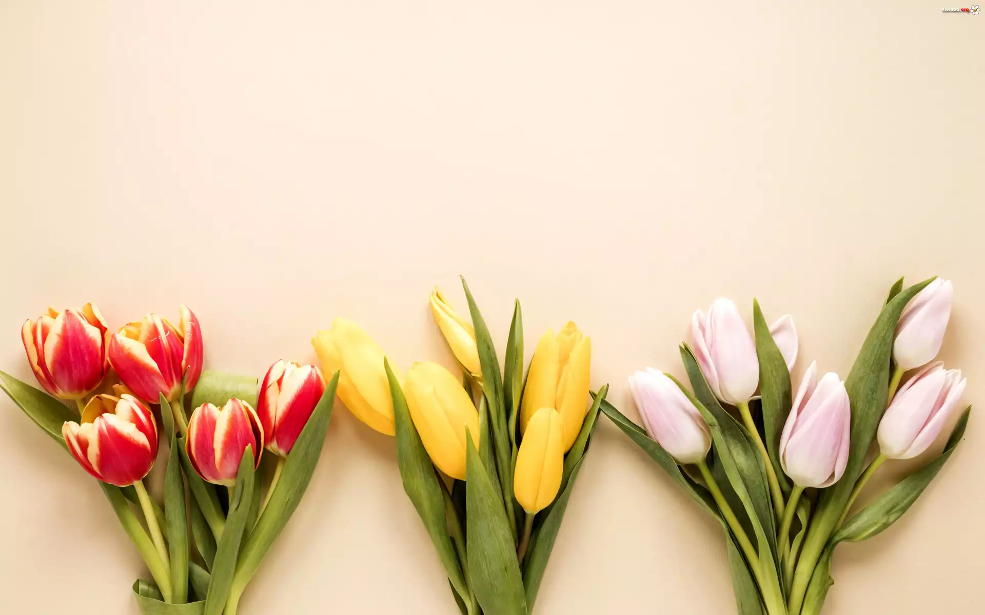 Kwiaty, Kolorowe, Tulipany, Trzy, Bukiety
