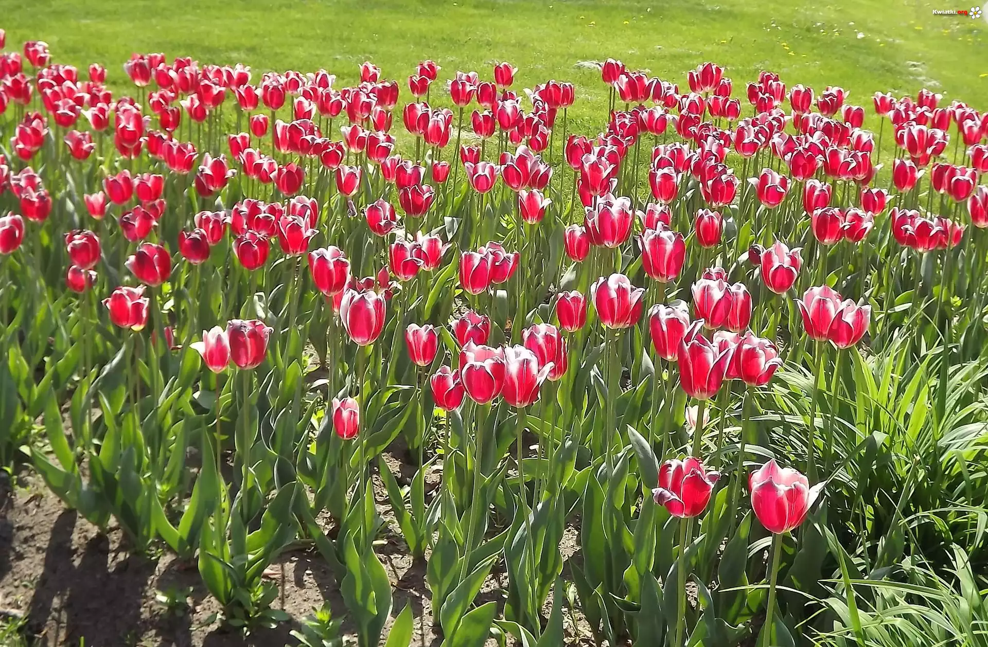 Kwiaty, Tulipany